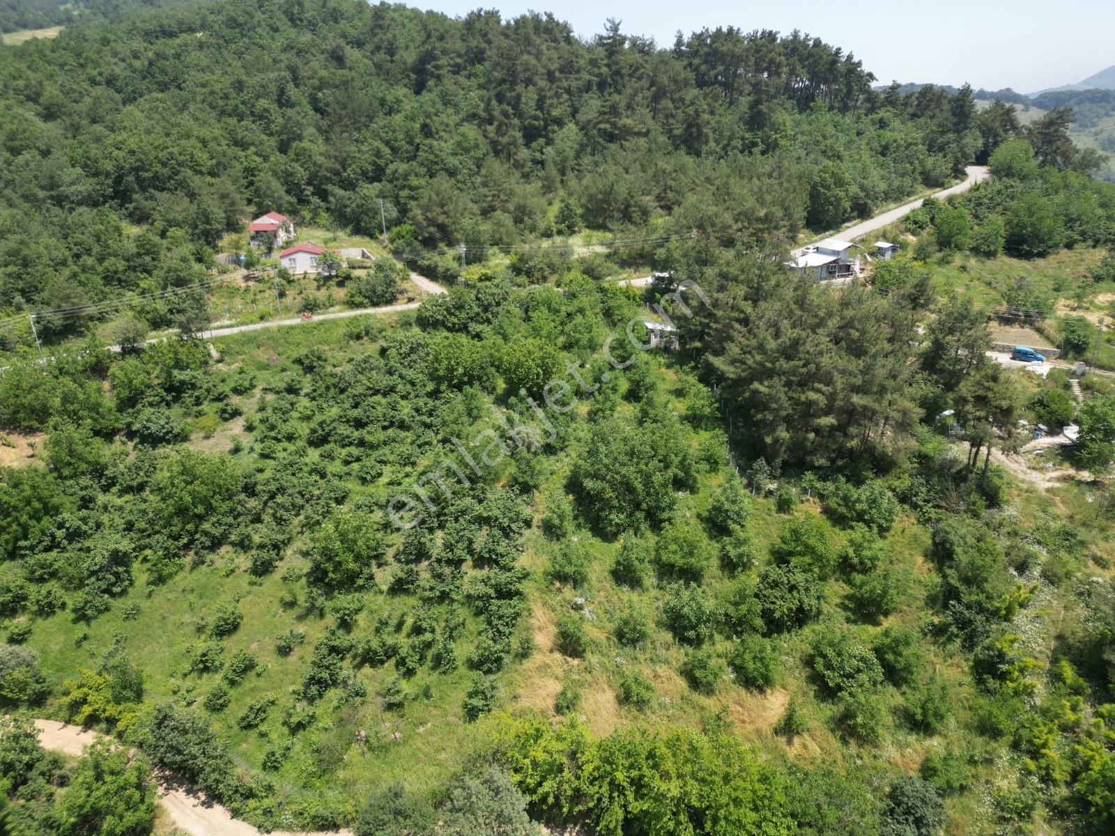 Melekşesolakta Manzaralı Yol Kenarı Satılık Ceviz Bahçesi - Görsel 22