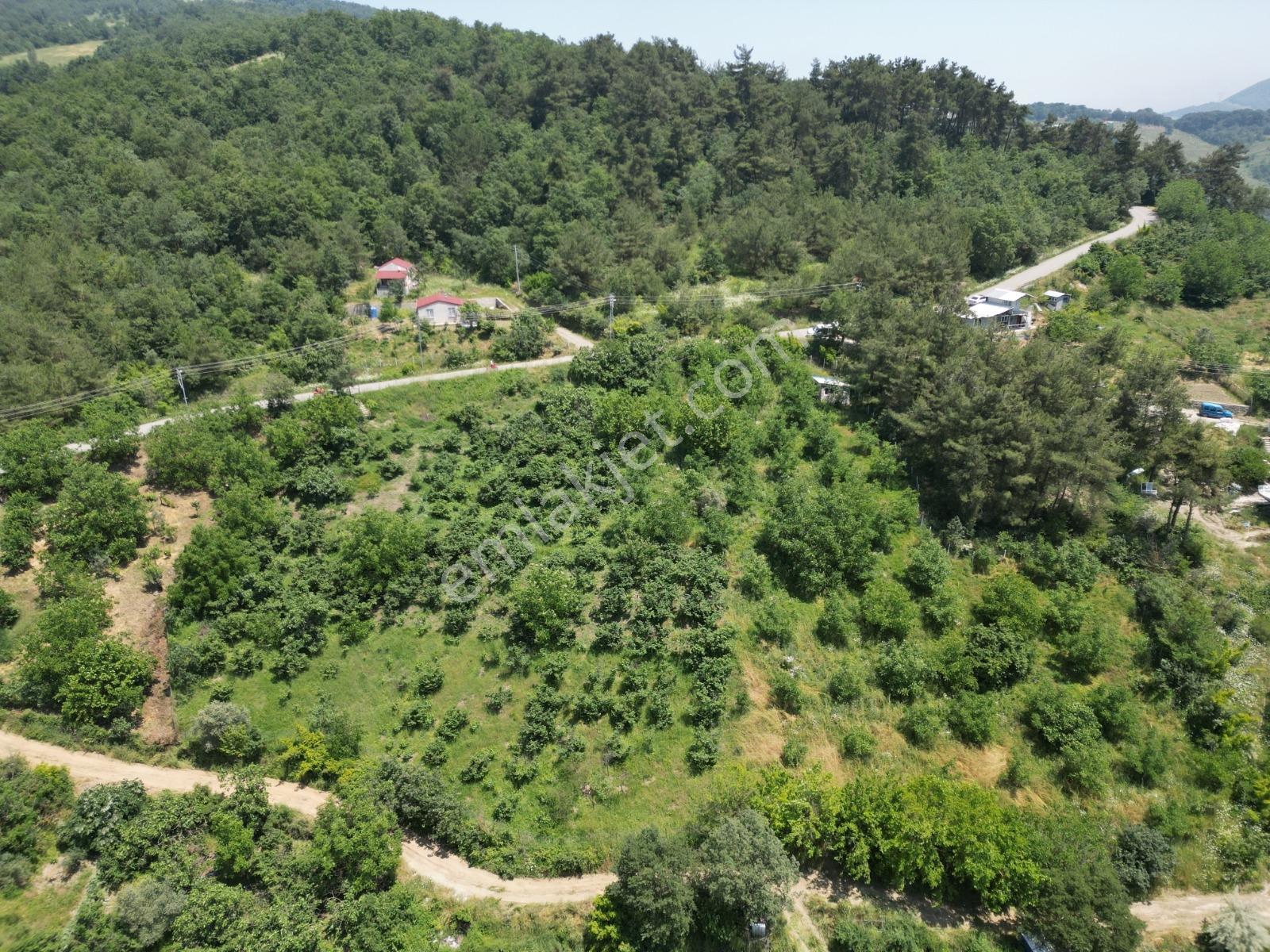 Melekşesolakta Manzaralı Yol Kenarı Satılık Ceviz Bahçesi - Görsel 8