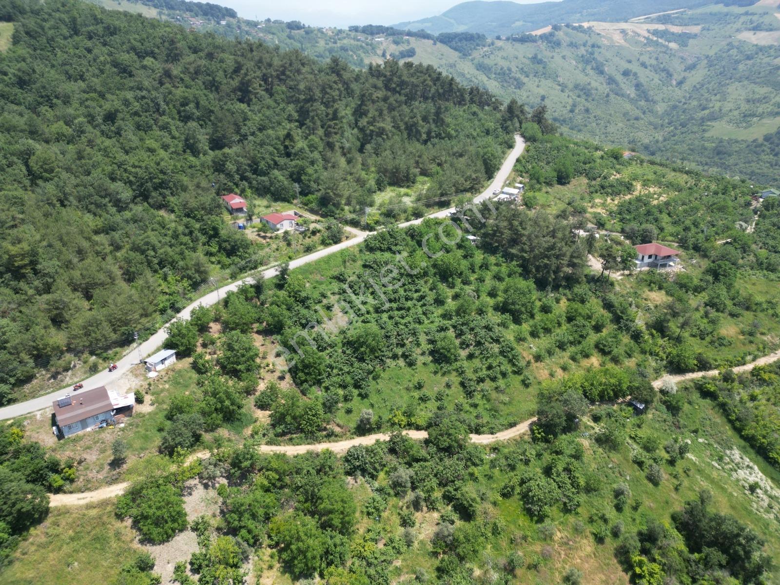 Melekşesolakta Manzaralı Yol Kenarı Satılık Ceviz Bahçesi - Görsel 5
