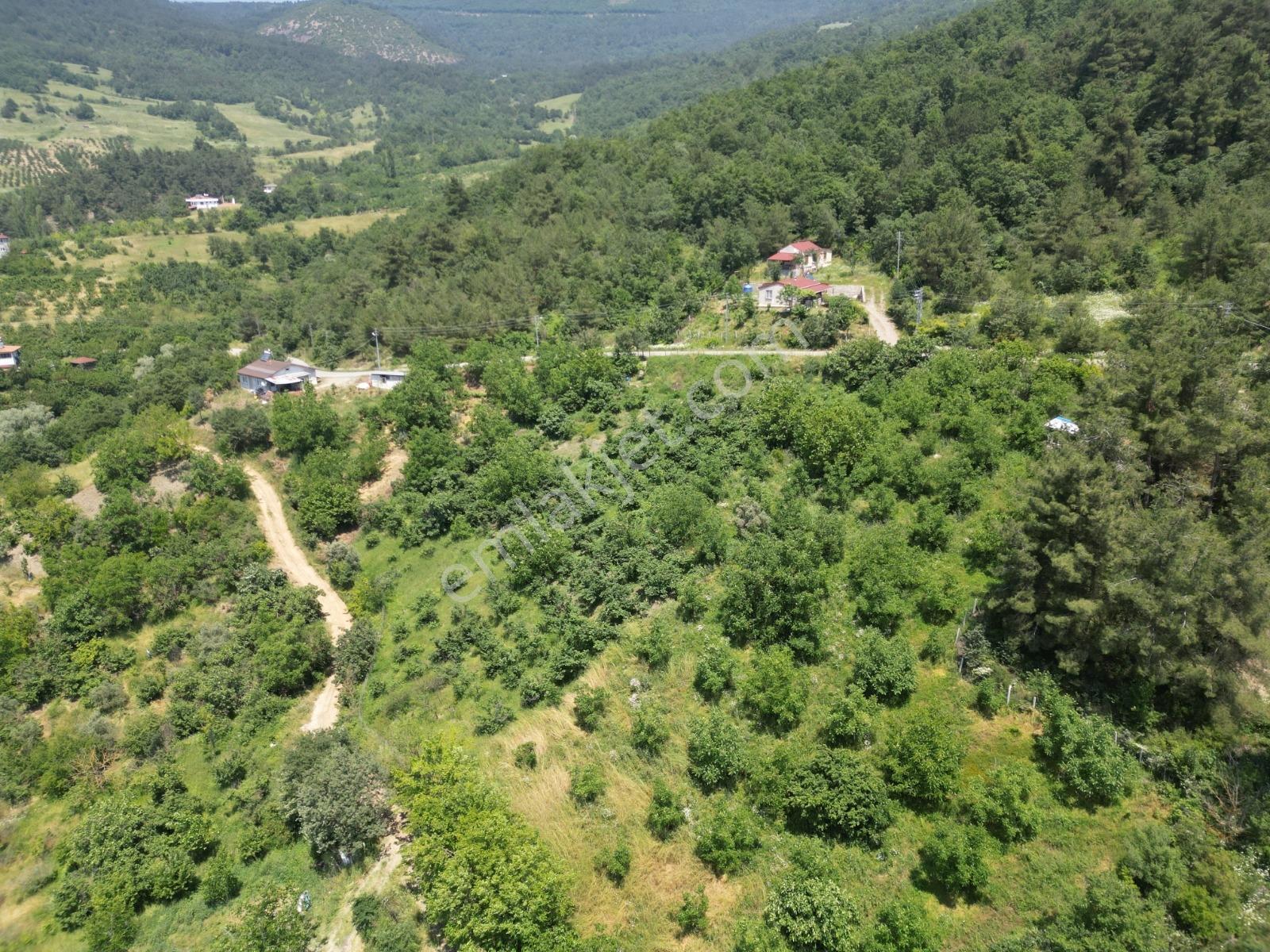 Melekşesolakta Manzaralı Yol Kenarı Satılık Ceviz Bahçesi - Görsel 28