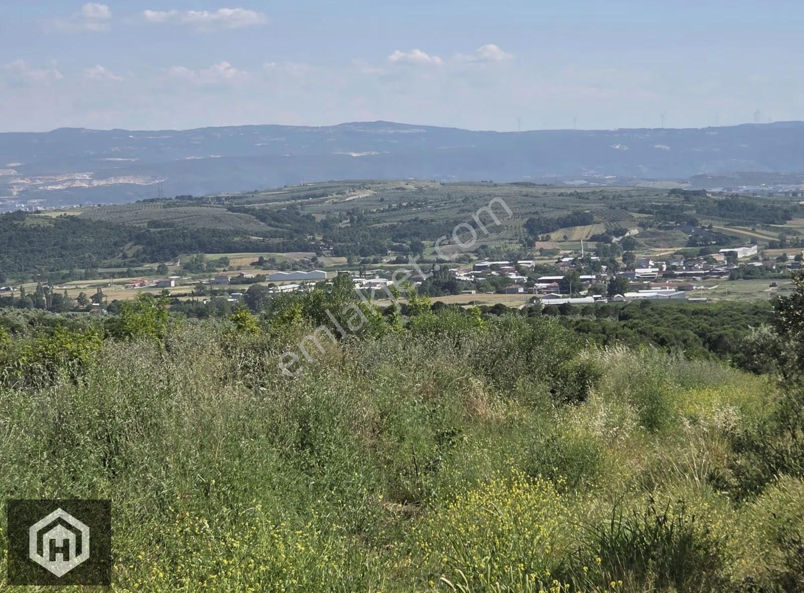 Bursa Mudanya Çekrice Mh Satılık 5250mt2 Tek Tapu Zeytinlik - Görsel 2