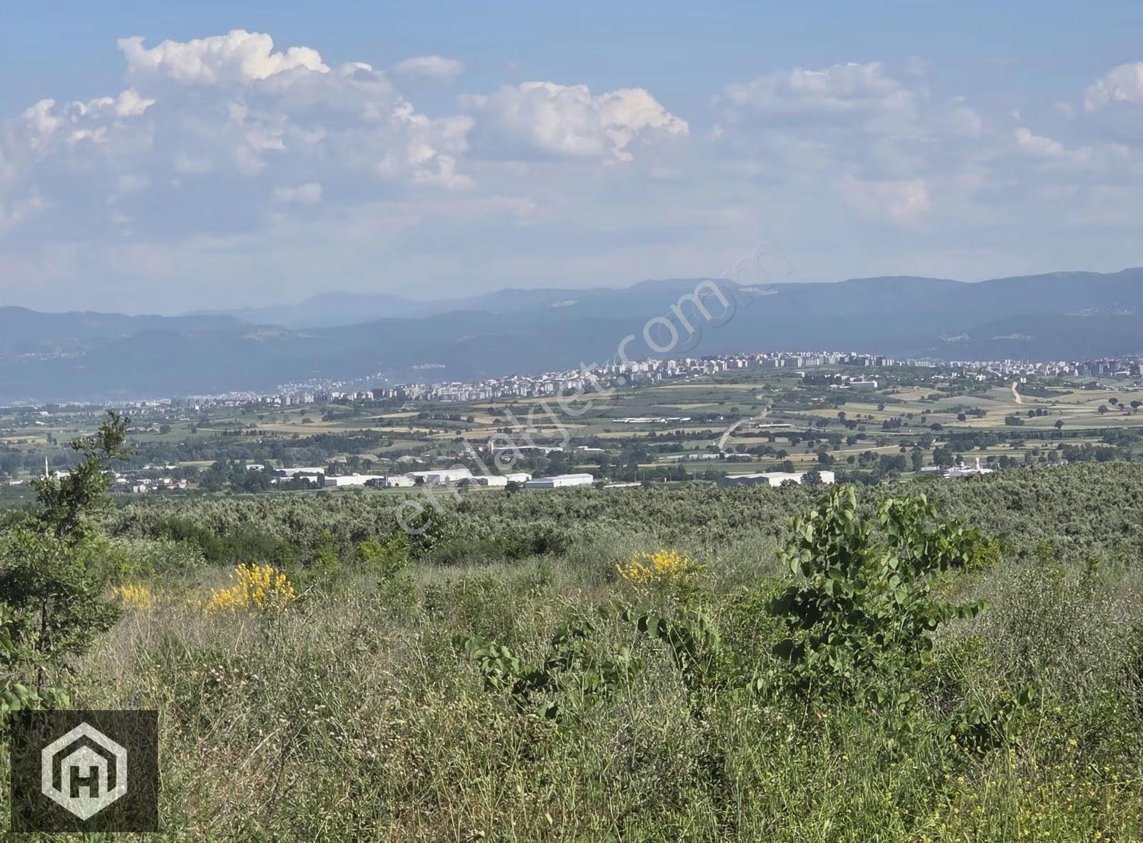 Bursa Mudanya Çekrice Mh Satılık 5250mt2 Tek Tapu Zeytinlik - Görsel 4