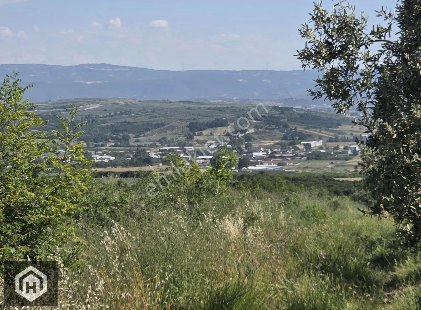 Bursa Mudanya Çekrice Mh Satılık 5250mt2 Tek Tapu Zeytinlik - Görsel 5
