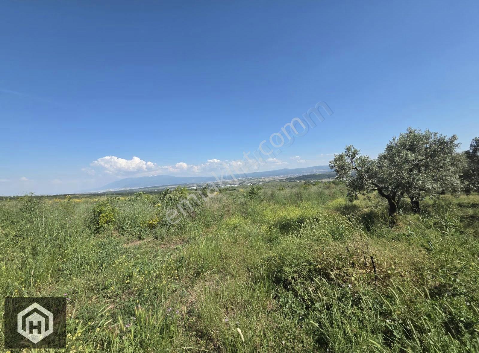 Bursa Mudanya Çekrice Mh Satılık 5250mt2 Tek Tapu Zeytinlik - Görsel 3
