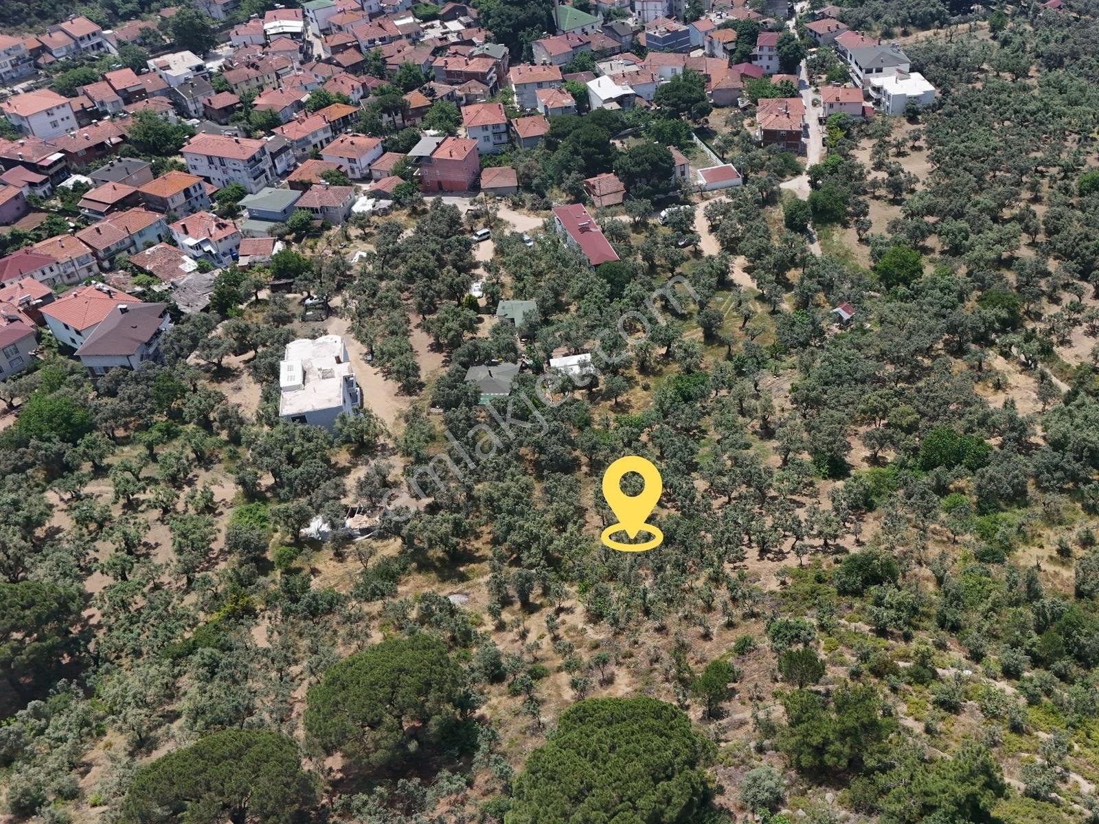 Ay Emlak'tan Yalova Armutlu Fıstıklı Köyü'nde Satılık Zeytinlik - Görsel 6