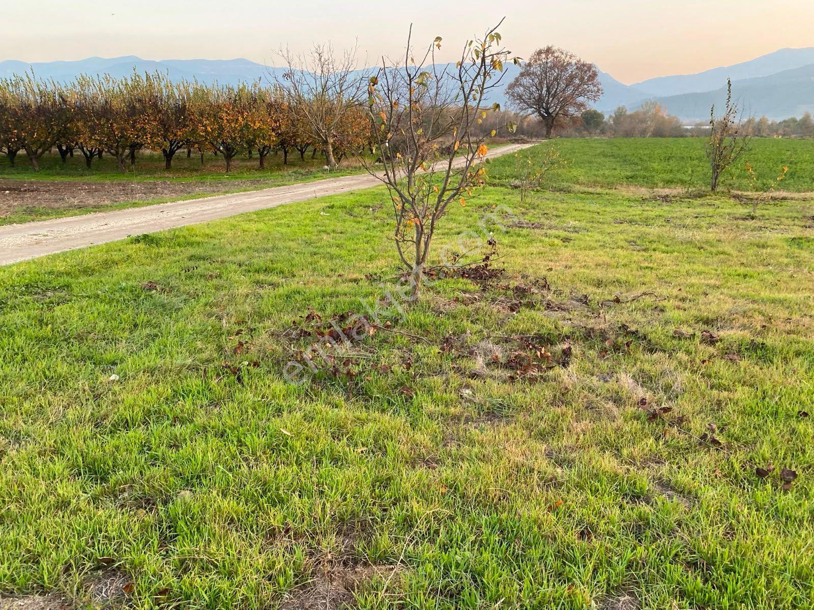Oryaştan Sakarya Pamukovada Yola Cepheli 1094m2 Müstakil Parsel - Görsel 2