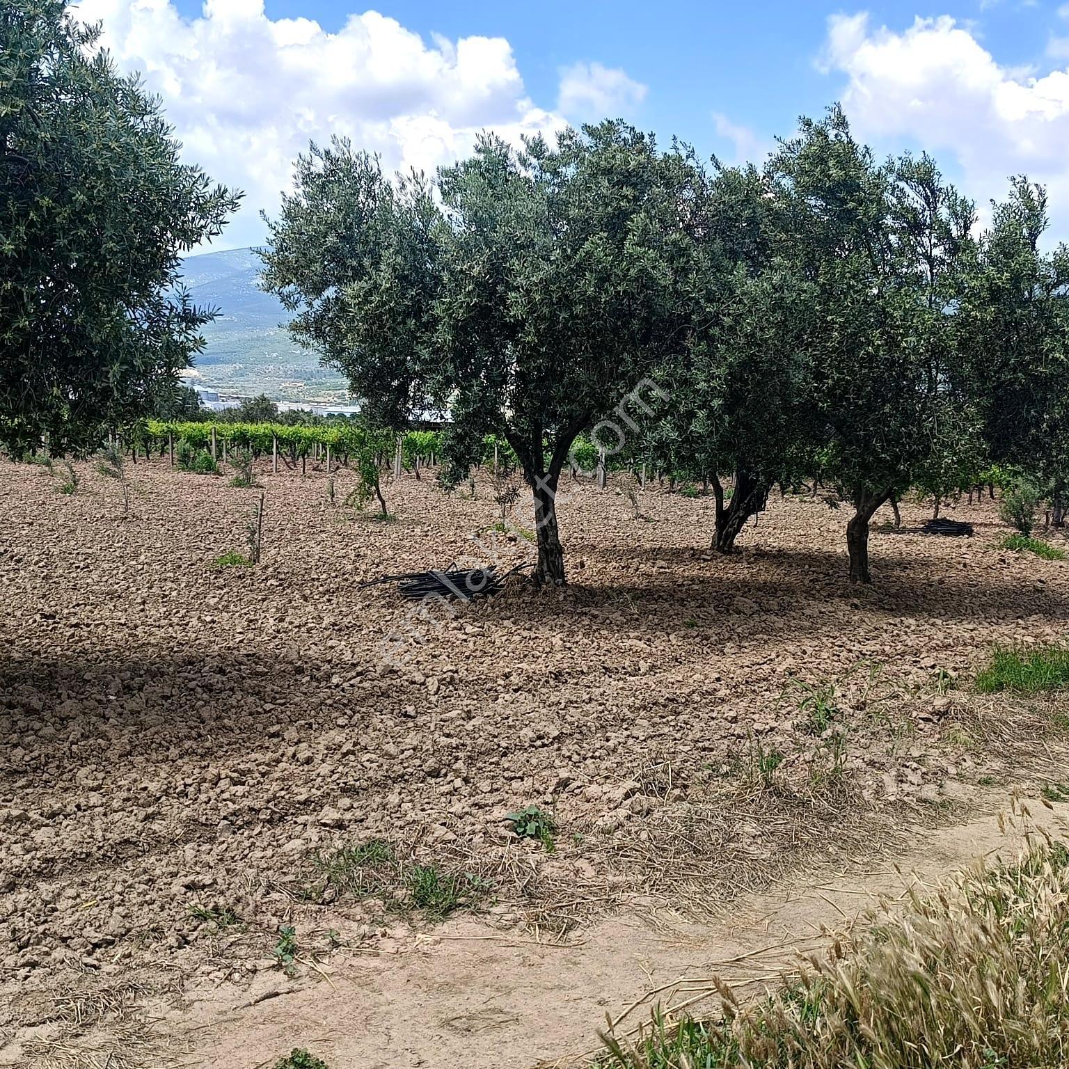 Kemalpaşa Yukarı Kızılca'da Satılık 14 Dönüm Arazi - Görsel 3