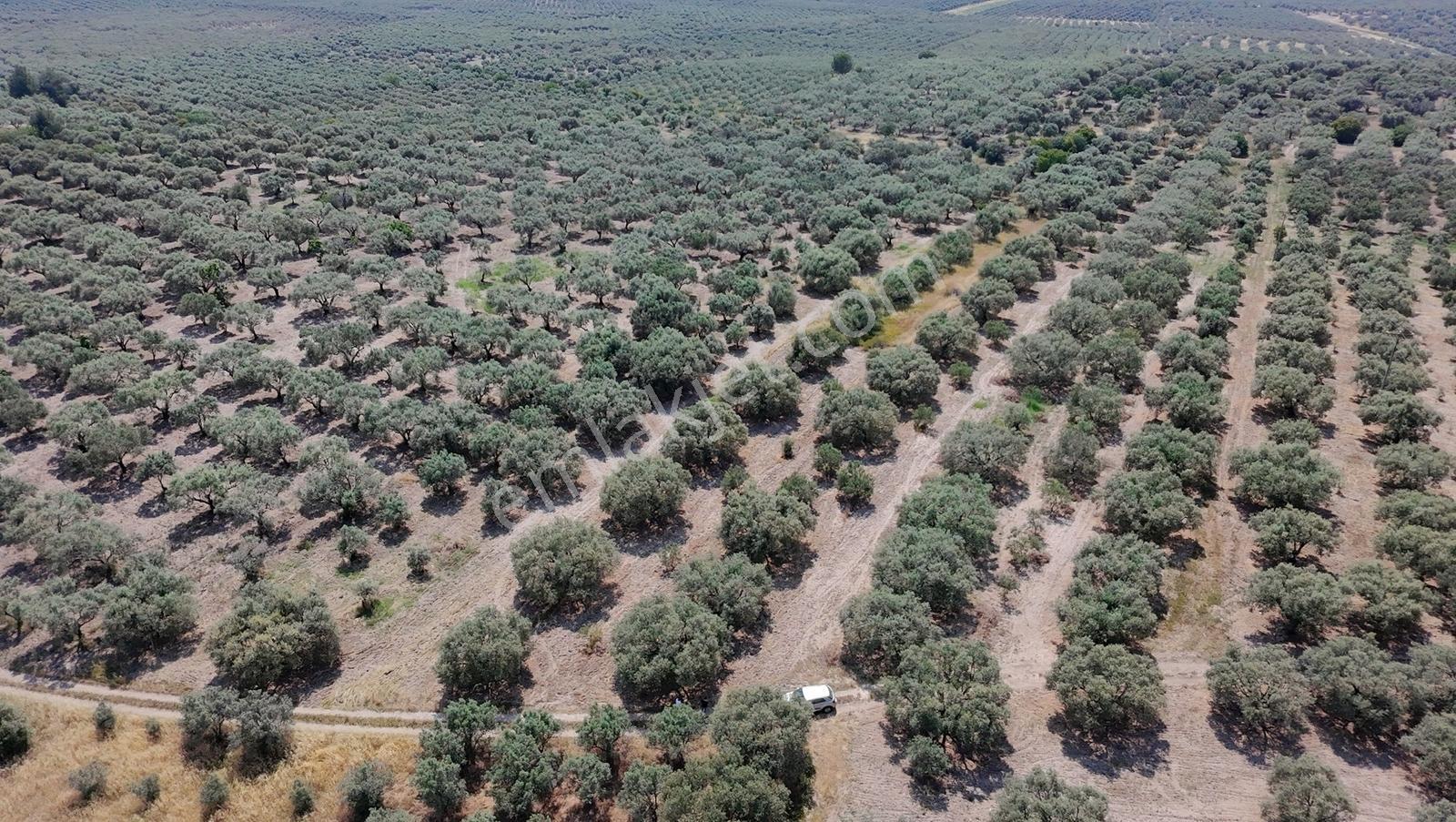 Dereköy Mahallesi 4.320 M2 Tek Tapu Kadastral Yola Cepheliarazi - Görsel 7