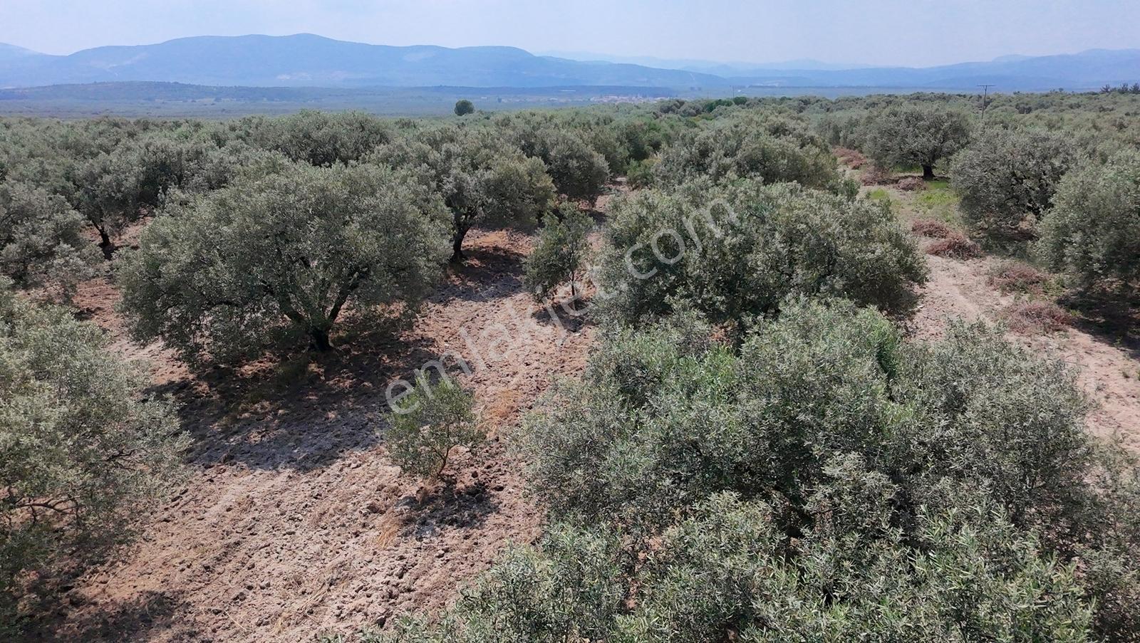 Dereköy Mahallesi 4.320 M2 Tek Tapu Kadastral Yola Cepheliarazi - Görsel 8