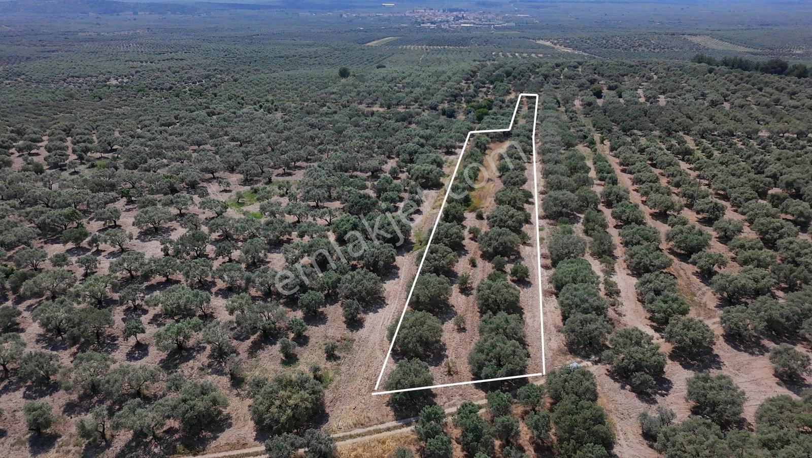 Dereköy Mahallesi 4.320 M2 Tek Tapu Kadastral Yola Cepheliarazi - Görsel 10