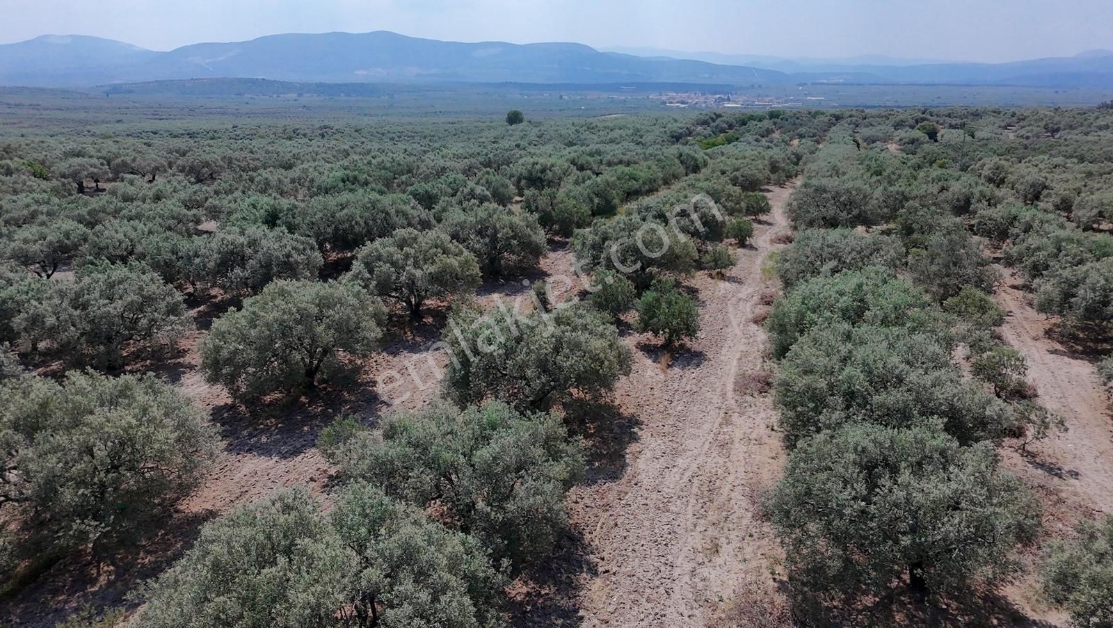 Dereköy Mahallesi 4.320 M2 Tek Tapu Kadastral Yola Cepheliarazi - Görsel 18
