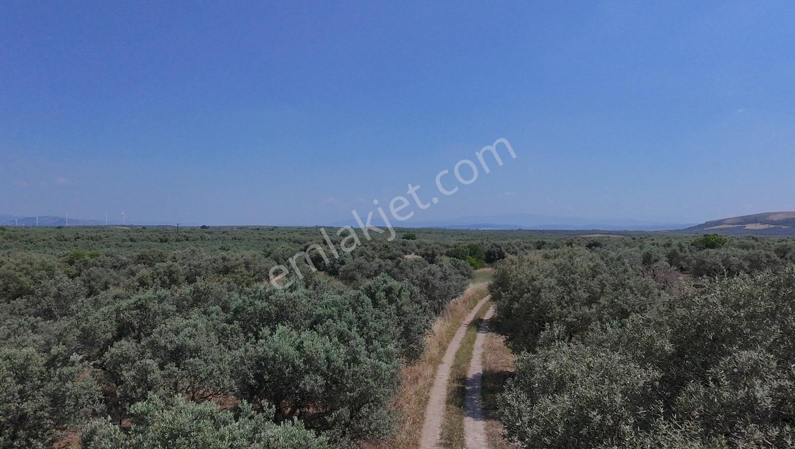 Dereköy Mahallesi 4.320 M2 Tek Tapu Kadastral Yola Cepheliarazi - Görsel 4