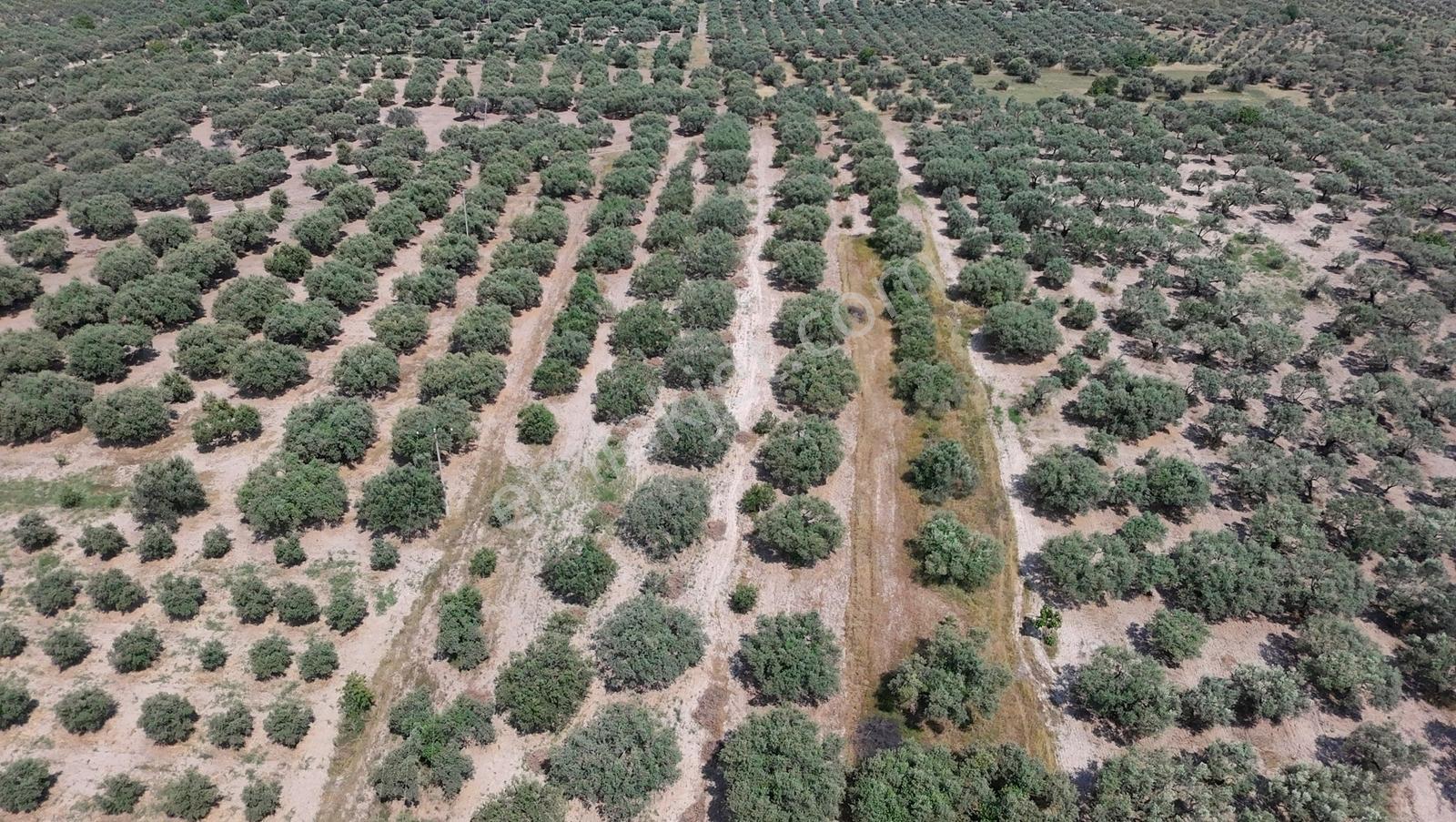 Dereköy Mahallesi 4.320 M2 Tek Tapu Kadastral Yola Cepheliarazi - Görsel 15