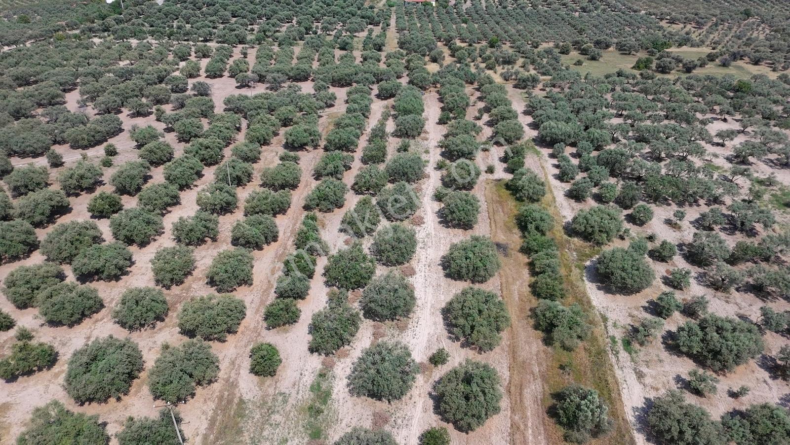 Dereköy Mahallesi 4.320 M2 Tek Tapu Kadastral Yola Cepheliarazi - Görsel 16