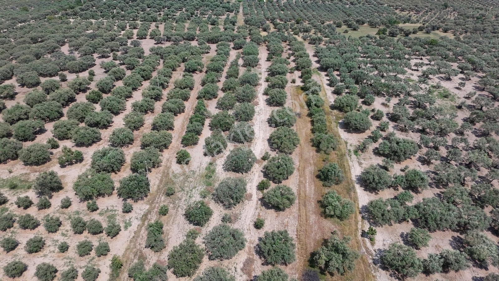 Dereköy Mahallesi 4.320 M2 Tek Tapu Kadastral Yola Cepheliarazi - Görsel 24
