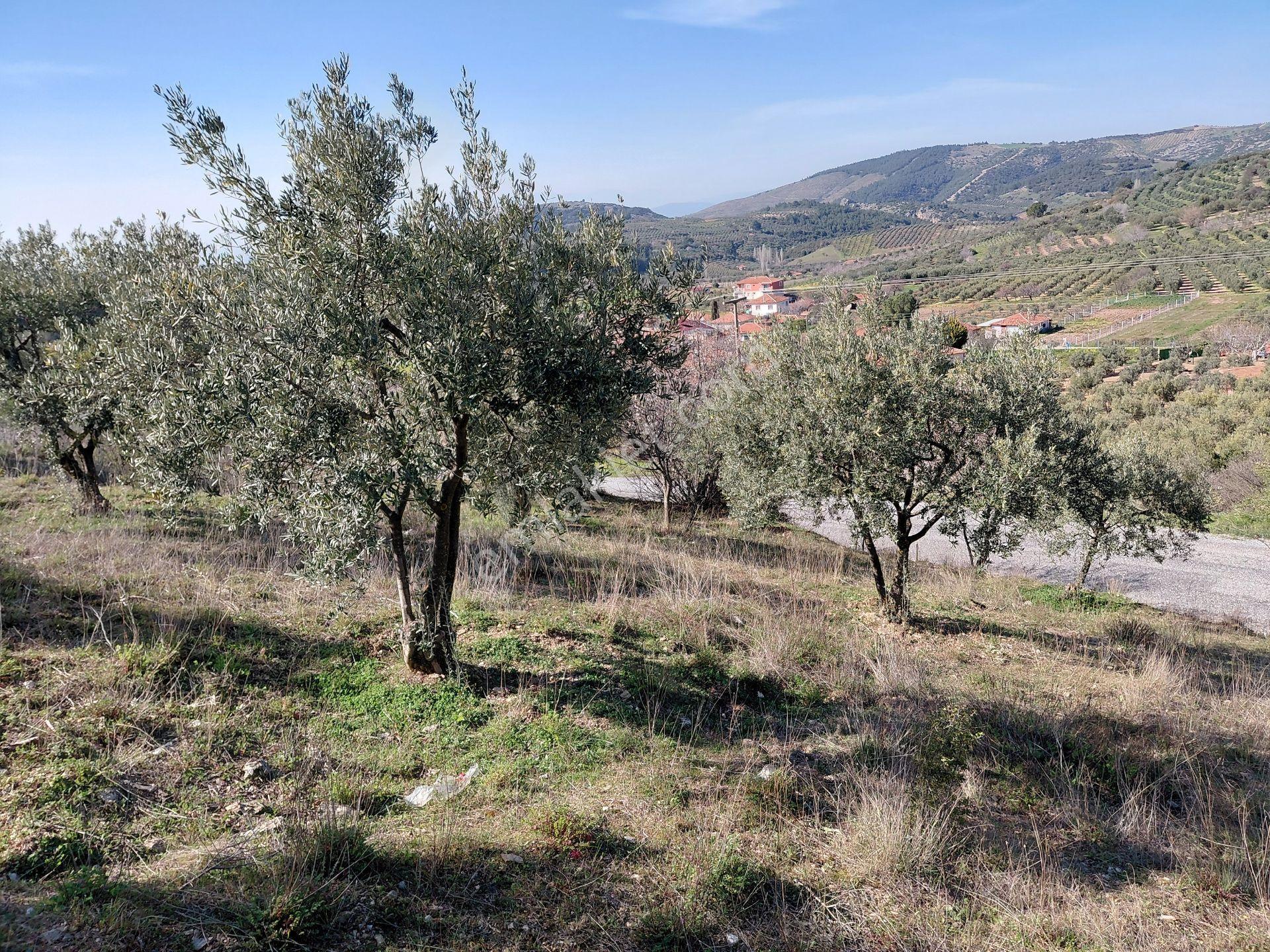 Akhisar Da Bu Fiyata Başka Yok Yola Sıfır 1.806 M2 Zeytinlik 560.000 Tl - Görsel 15
