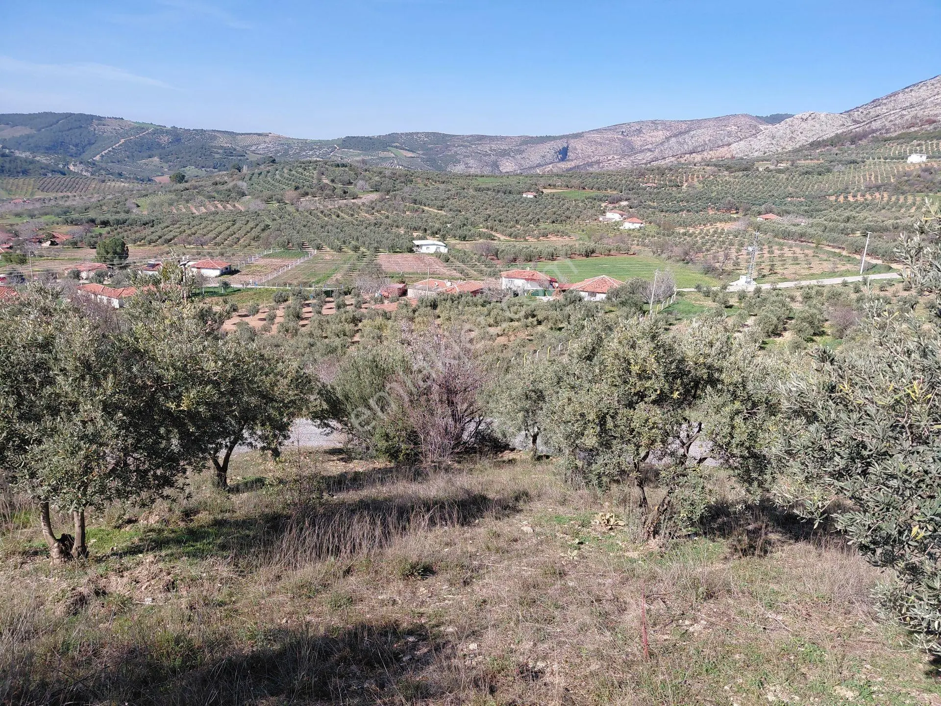 Akhisar Da Bu Fiyata Başka Yok Yola Sıfır 1.806 M2 Zeytinlik 560.000 Tl - Görsel 2