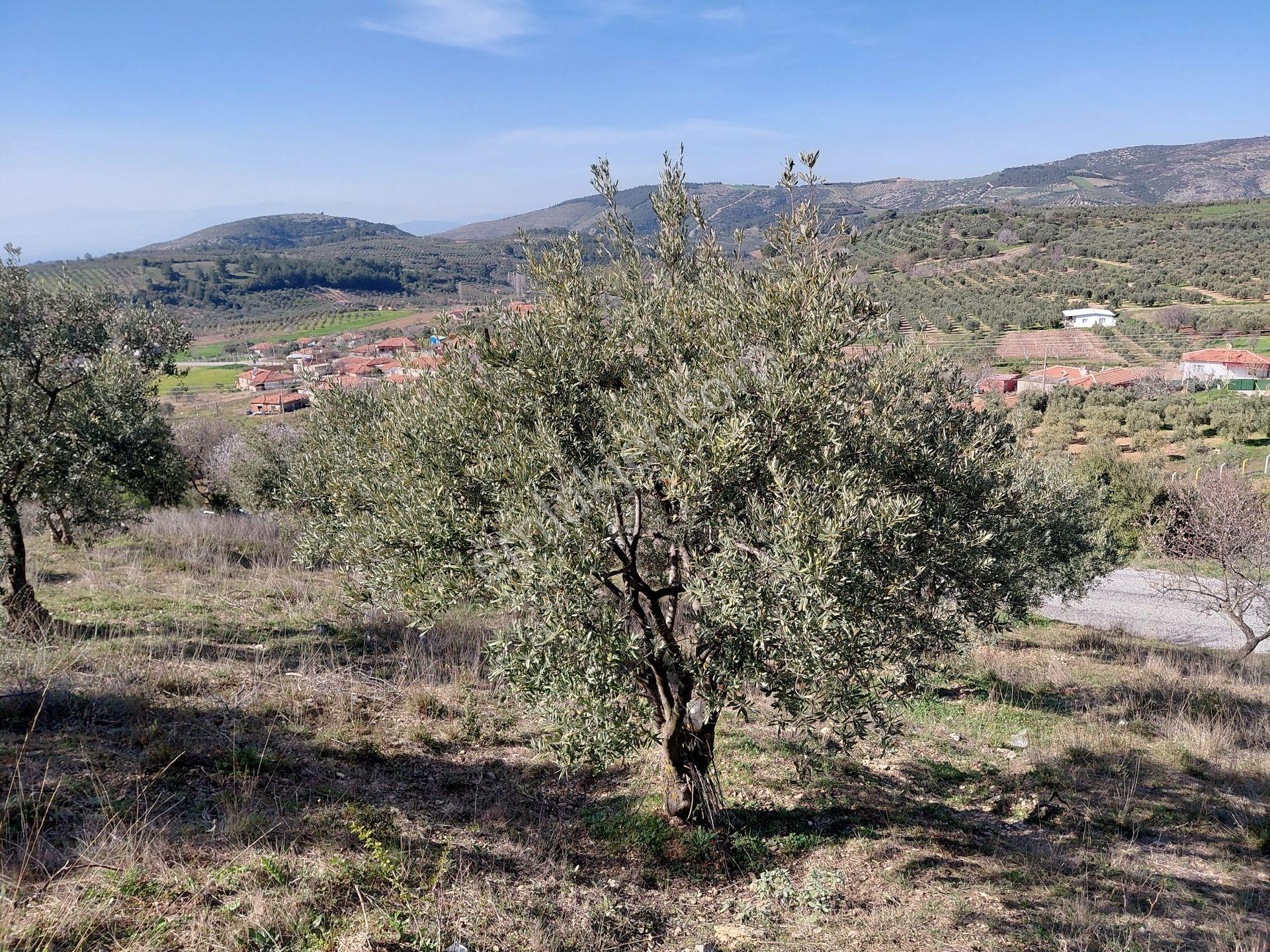 Akhisar Da Bu Fiyata Başka Yok Yola Sıfır 1.806 M2 Zeytinlik 560.000 Tl - Görsel 13