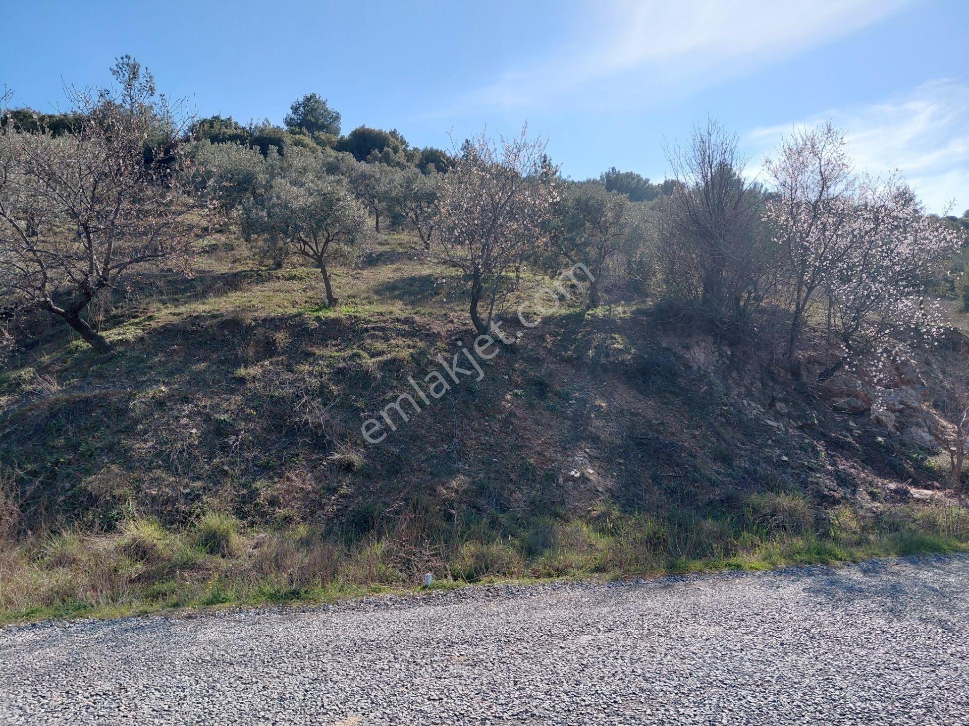 Akhisar Da Bu Fiyata Başka Yok Yola Sıfır 1.806 M2 Zeytinlik 560.000 Tl - Görsel 21