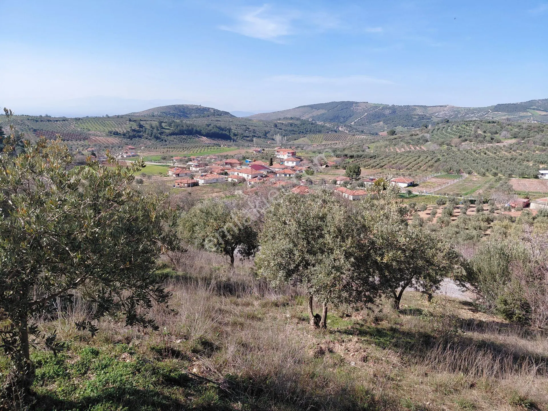 Akhisar Da Bu Fiyata Başka Yok Yola Sıfır 1.806 M2 Zeytinlik 560.000 Tl
