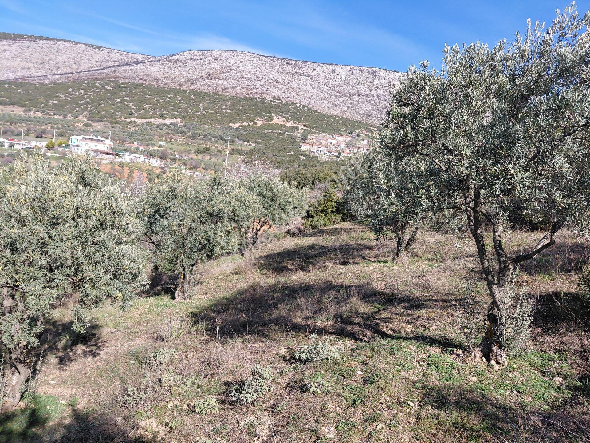 Akhisar Da Bu Fiyata Başka Yok Yola Sıfır 1.806 M2 Zeytinlik 560.000 Tl - Görsel 11