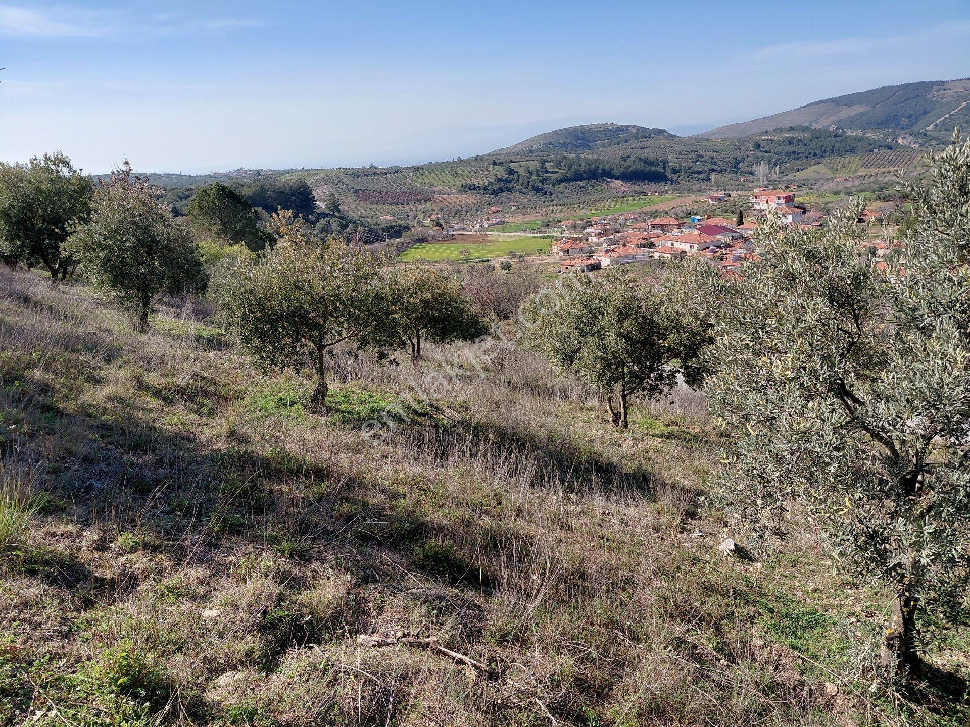 Akhisar Da Bu Fiyata Başka Yok Yola Sıfır 1.806 M2 Zeytinlik 560.000 Tl - Görsel 9