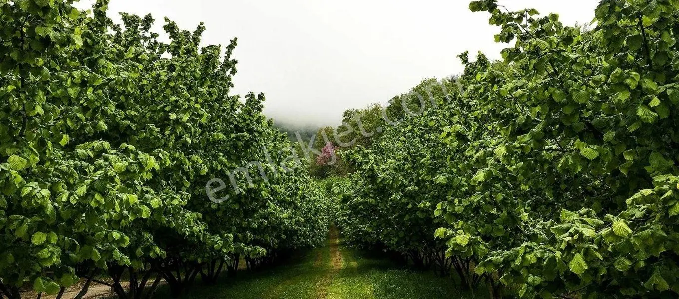 Samsun Salı Pazarı Kırgıl Ev Ve Fındık Tarlası