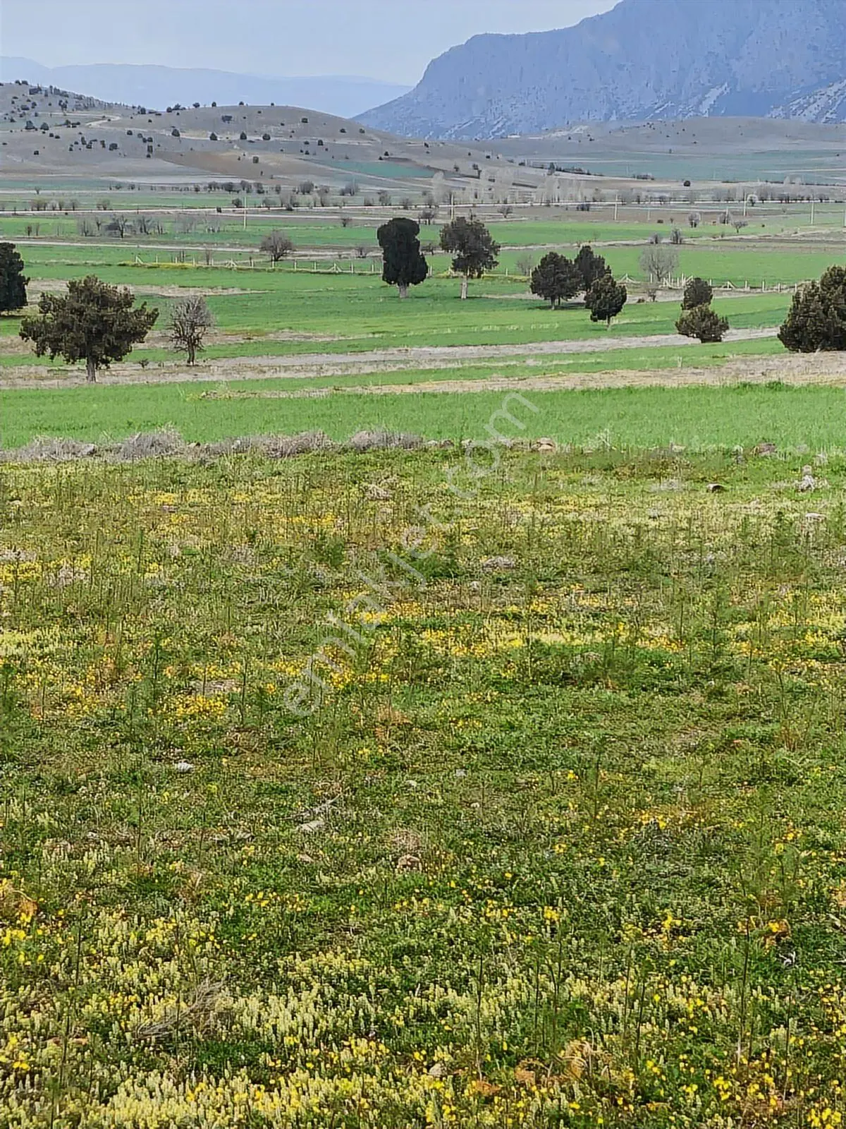 Araç Takasına Açık Burdur Merkez Kozluca'da Fırsat Tarla