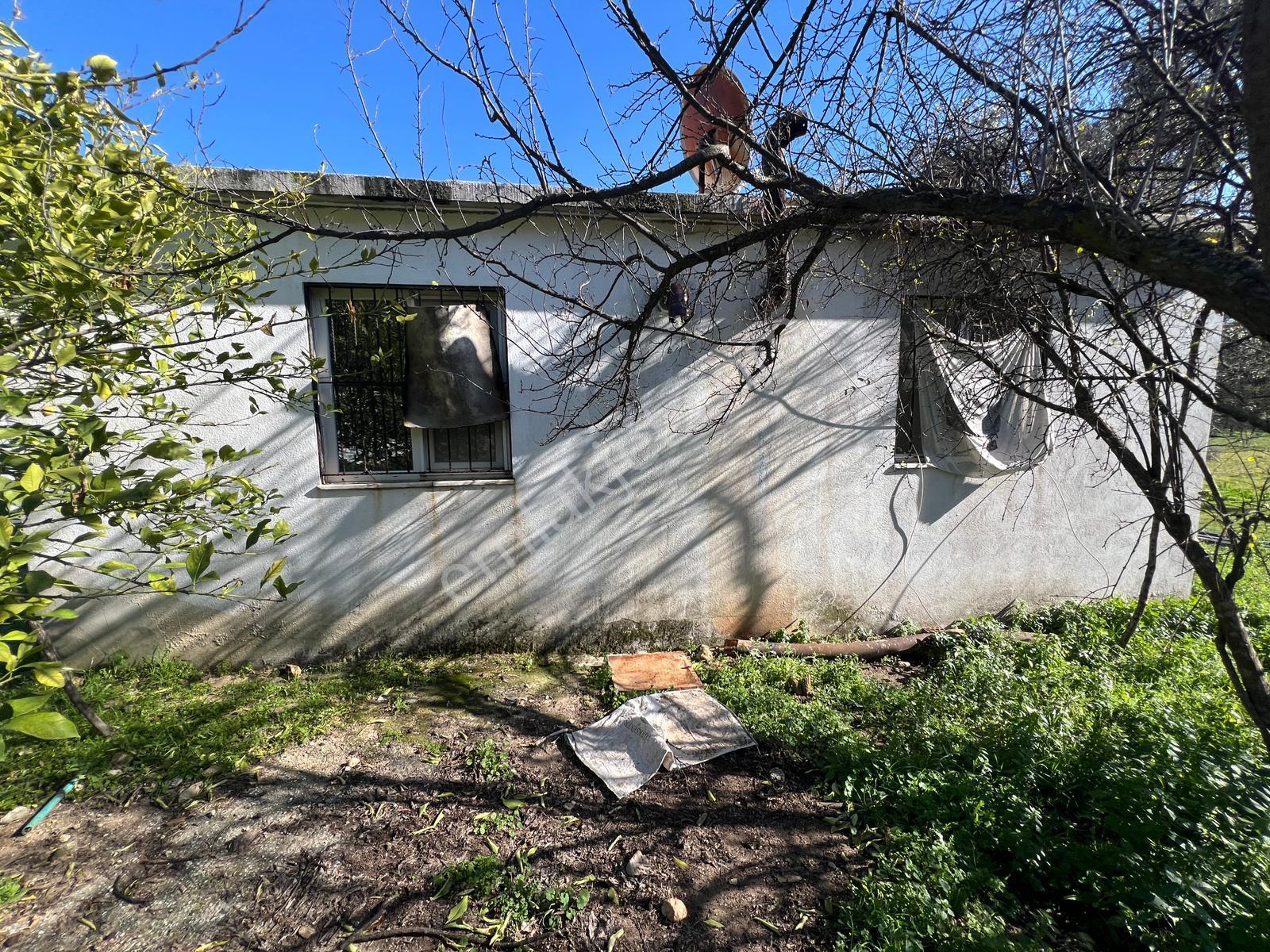 Milas Kandak'ta Doğa İçinde 1.641m² Zeytinlikli Müstakil Ev! - Görsel 14