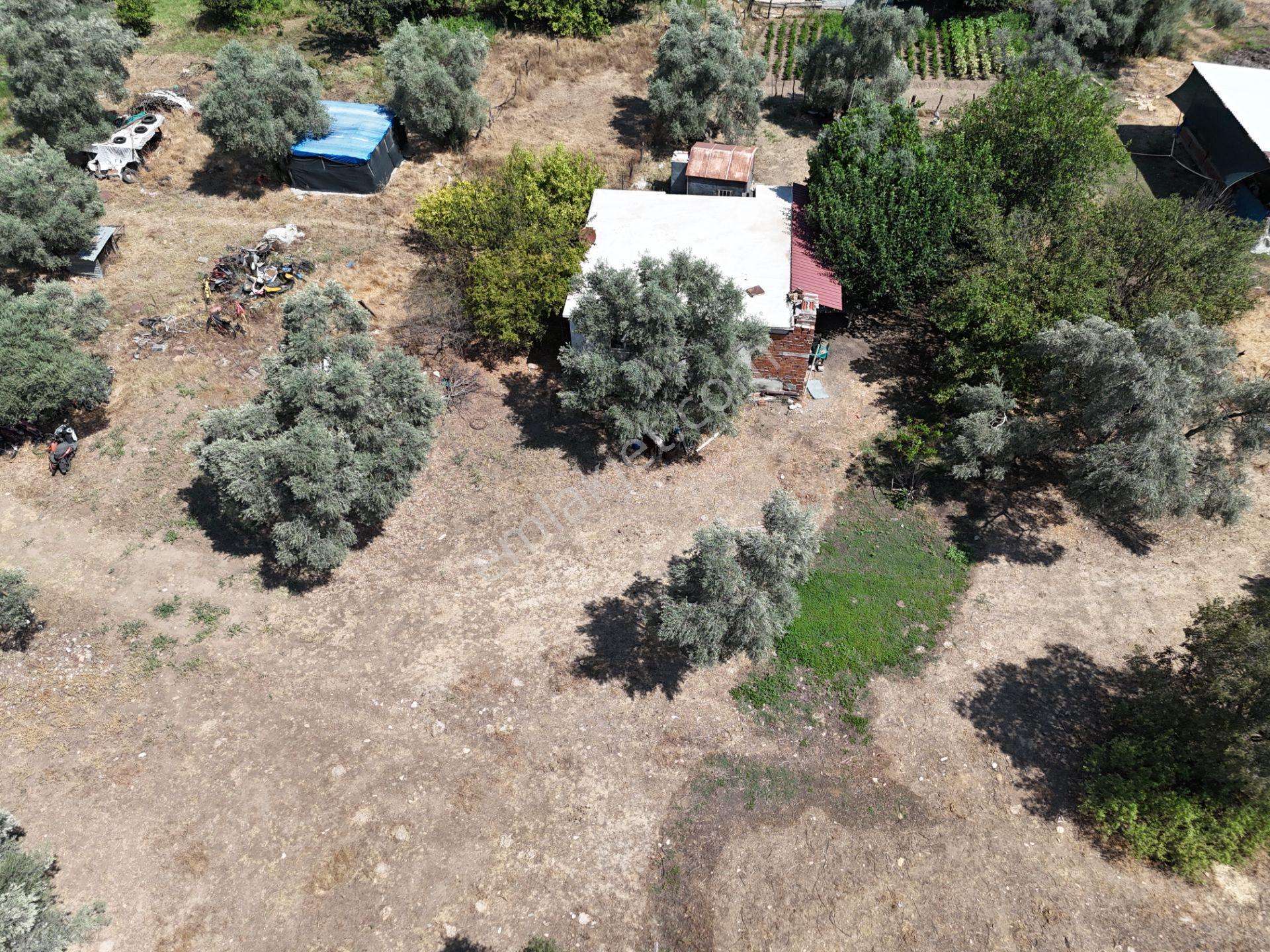 Milas Kandak'ta Doğa İçinde 1.641m² Zeytinlikli Müstakil Ev! - Görsel 24