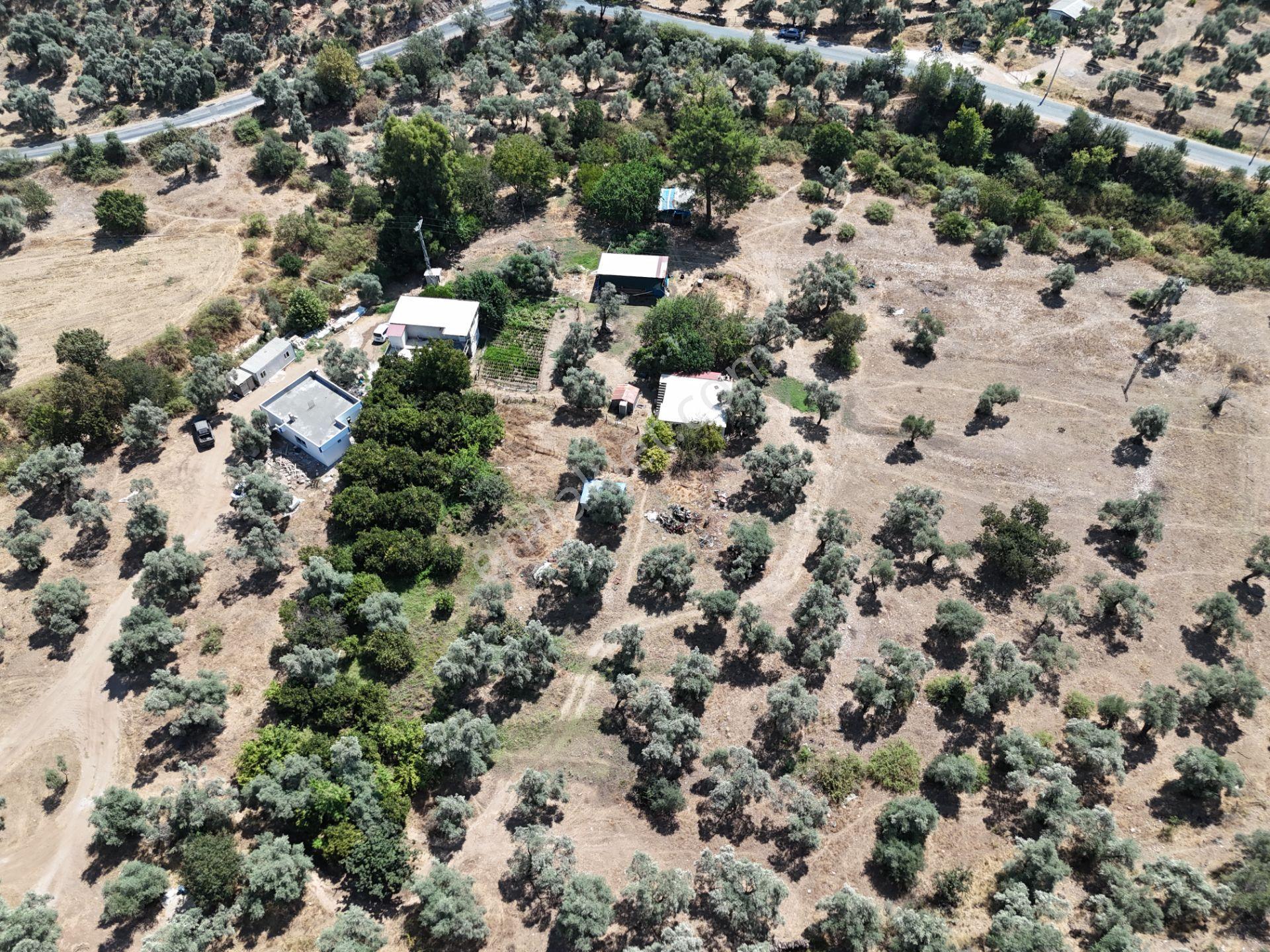 Milas Kandak'ta Doğa İçinde 1.641m² Zeytinlikli Müstakil Ev! - Görsel 26