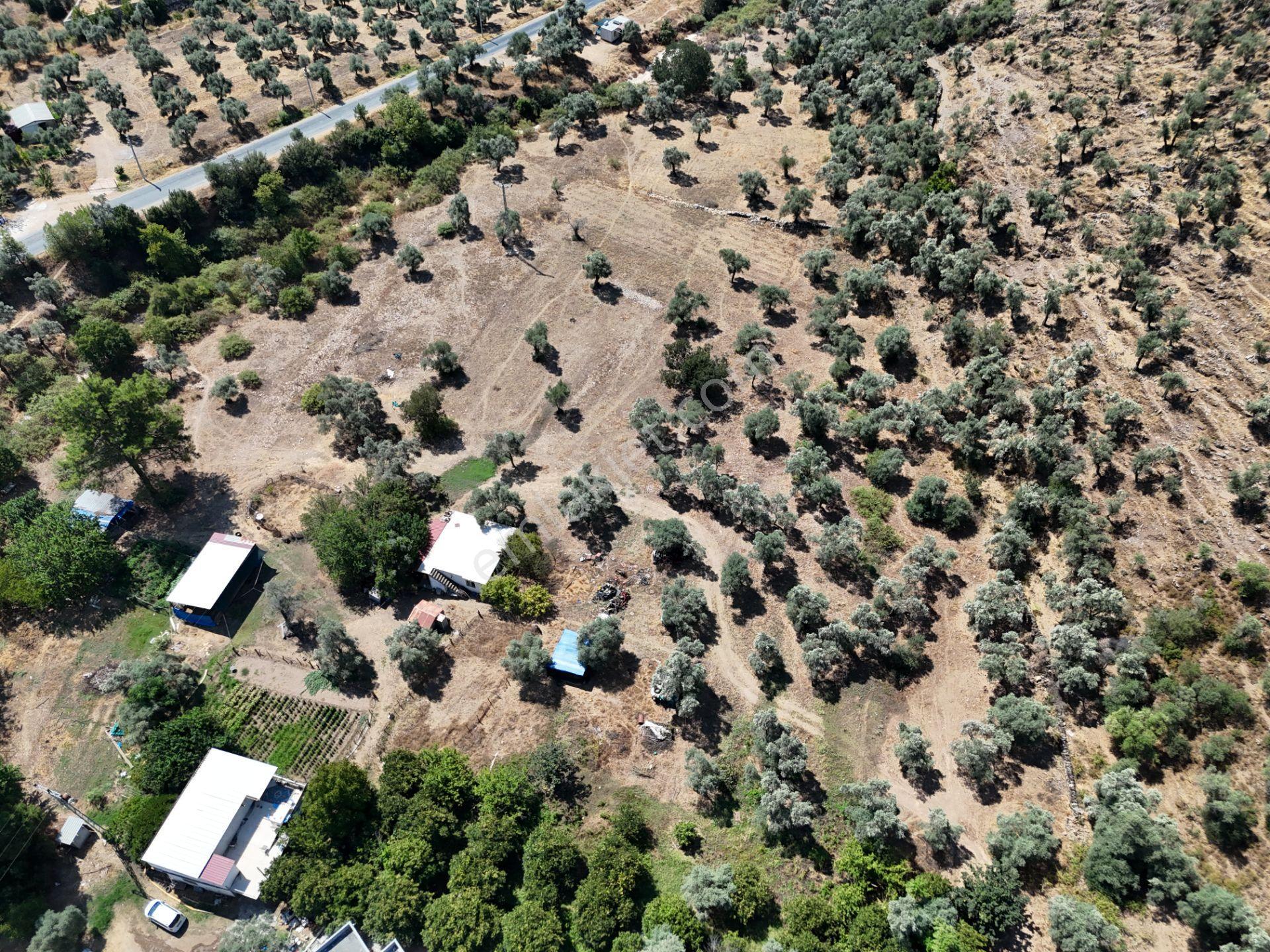 Milas Kandak'ta Doğa İçinde 1.641m² Zeytinlikli Müstakil Ev! - Görsel 27