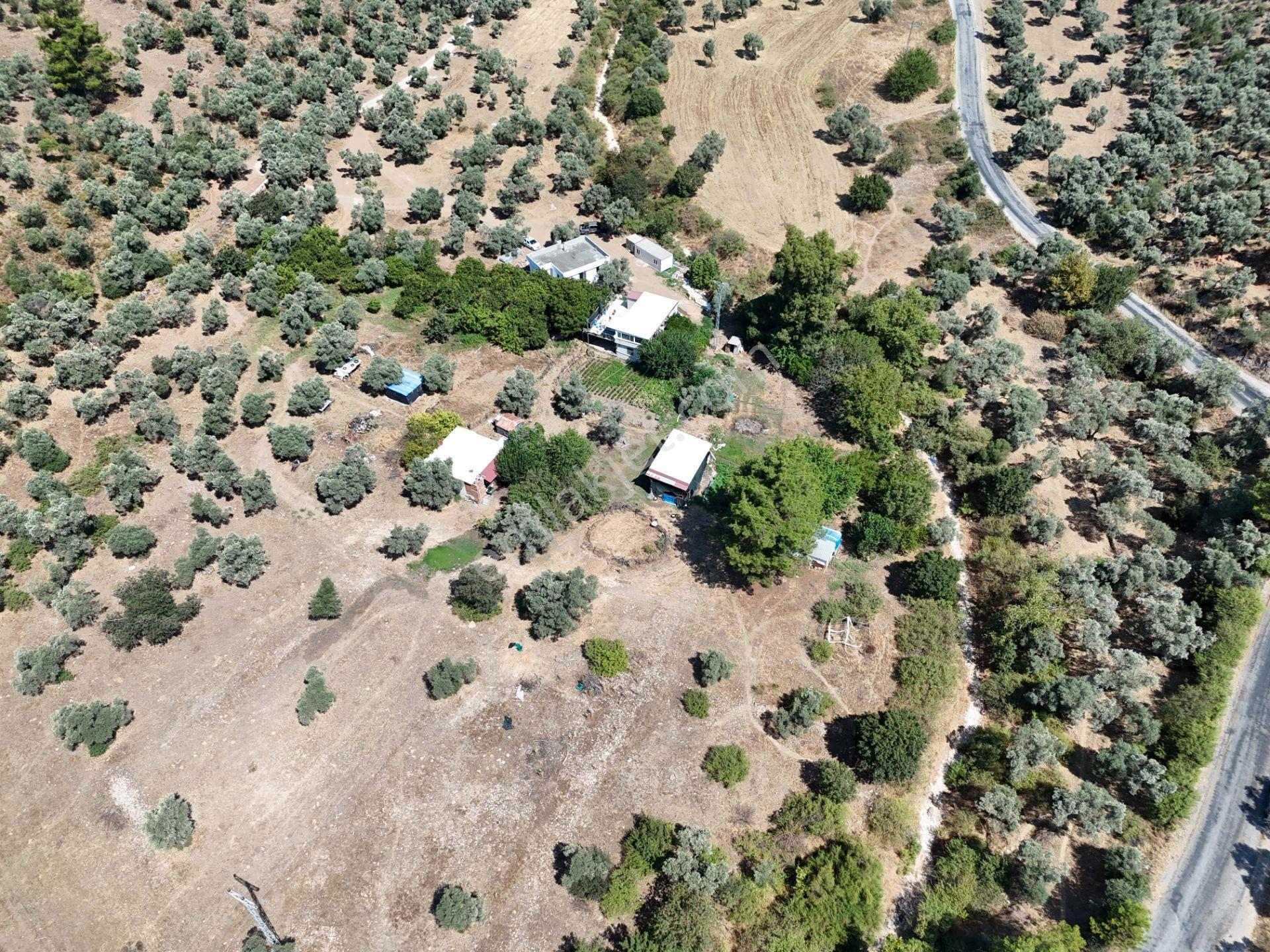 Milas Kandak'ta Doğa İçinde 1.641m² Zeytinlikli Müstakil Ev! - Görsel 23