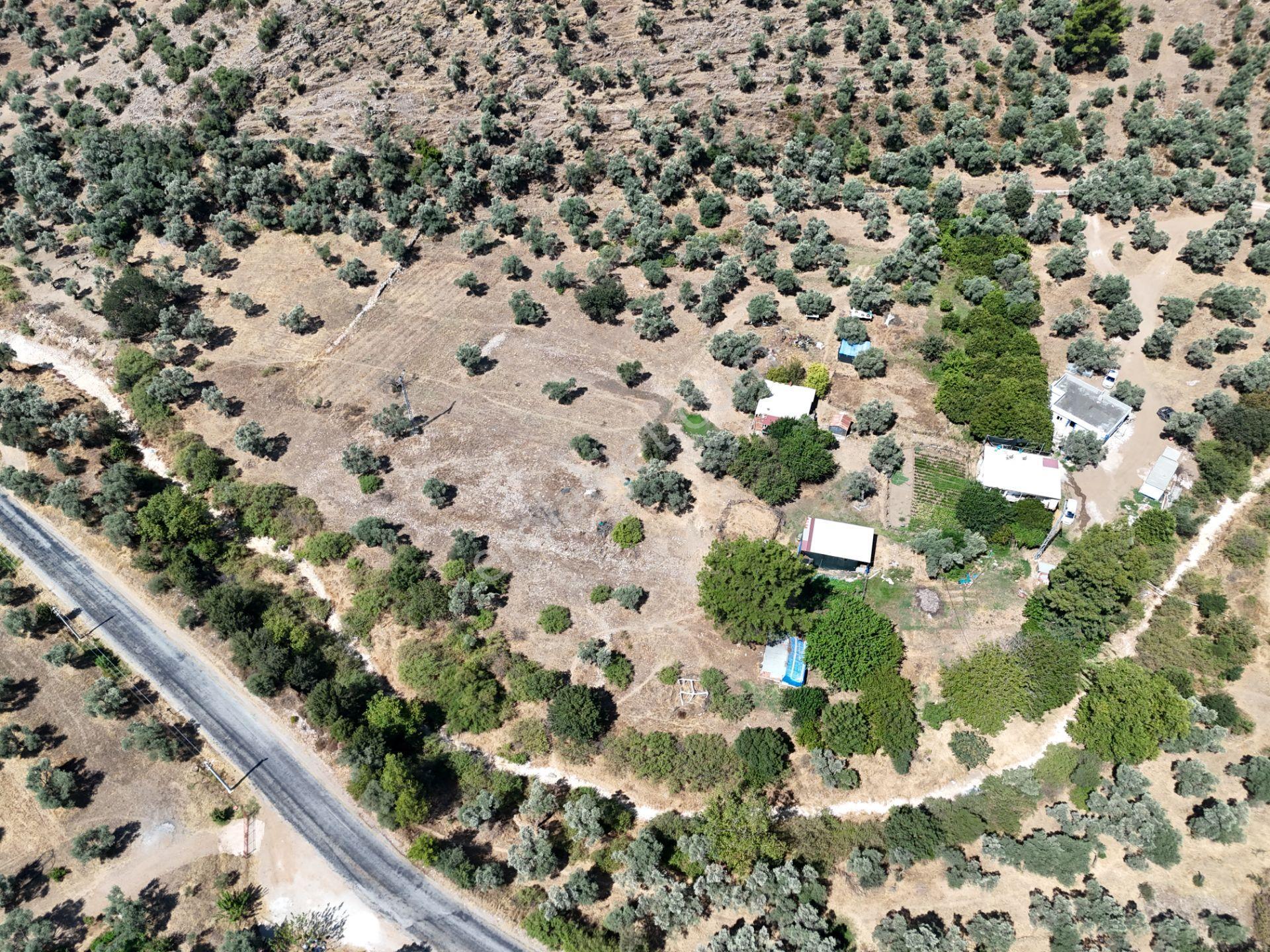 Milas Kandak'ta Doğa İçinde 1.641m² Zeytinlikli Müstakil Ev! - Görsel 28
