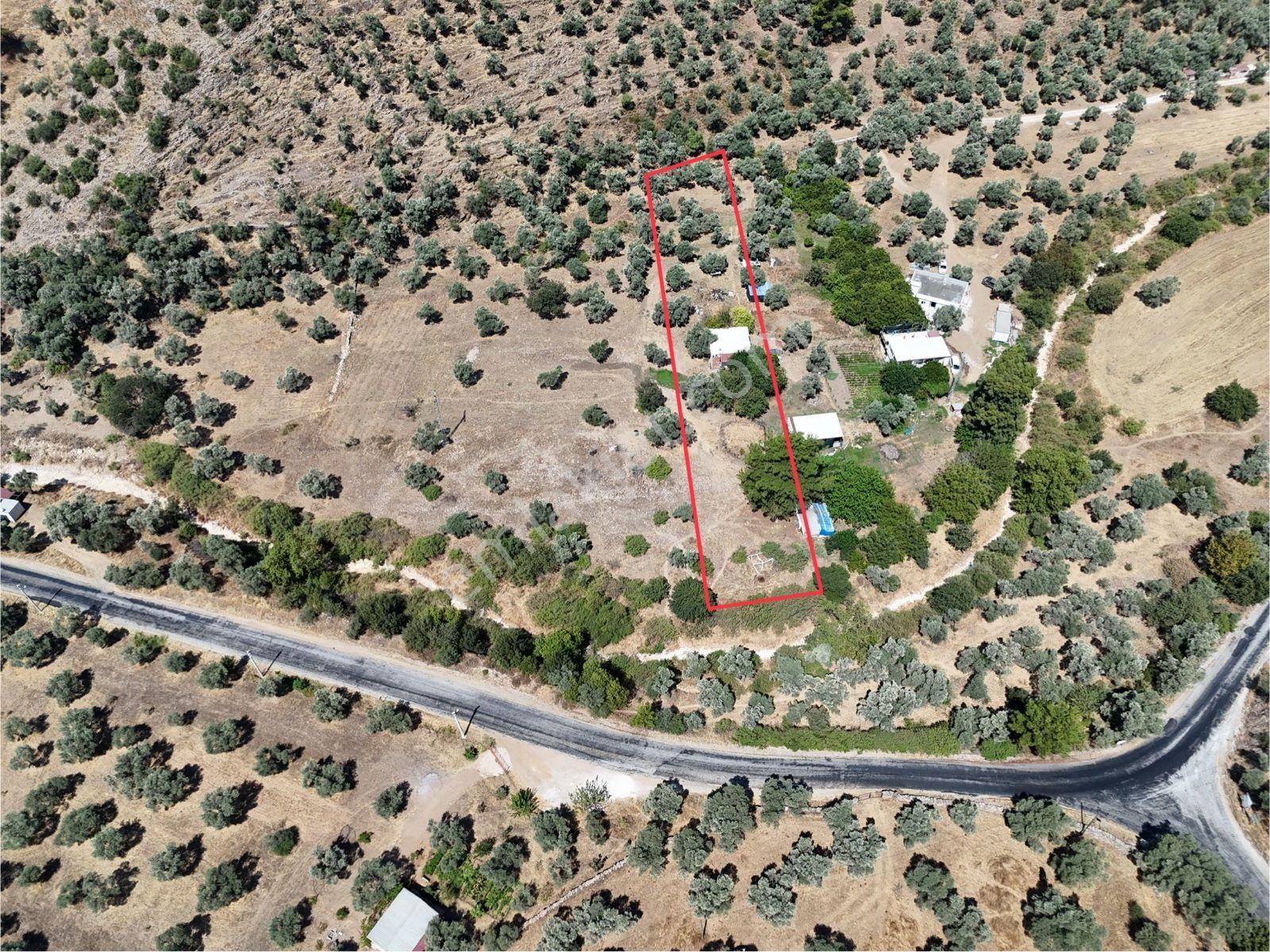 Milas Kandak'ta Doğa İçinde 1.641m² Zeytinlikli Müstakil Ev! - Görsel 4