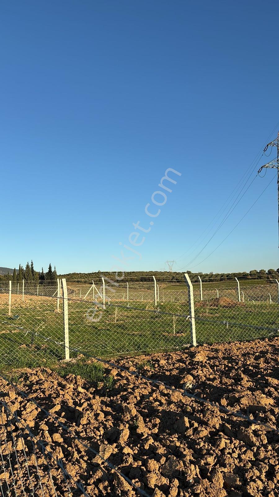 Manisa Turgutlu Sinirli Mh 2.000 M2 Tek Tapu Köycivarı Tarla - Görsel 4