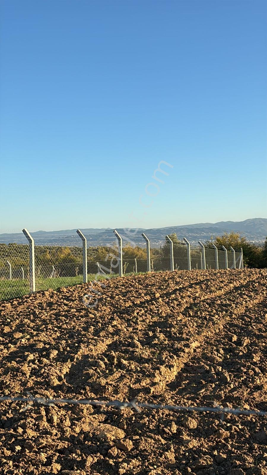 Manisa Turgutlu Sinirli Mh 2.000 M2 Tek Tapu Köycivarı Tarla - Görsel 6