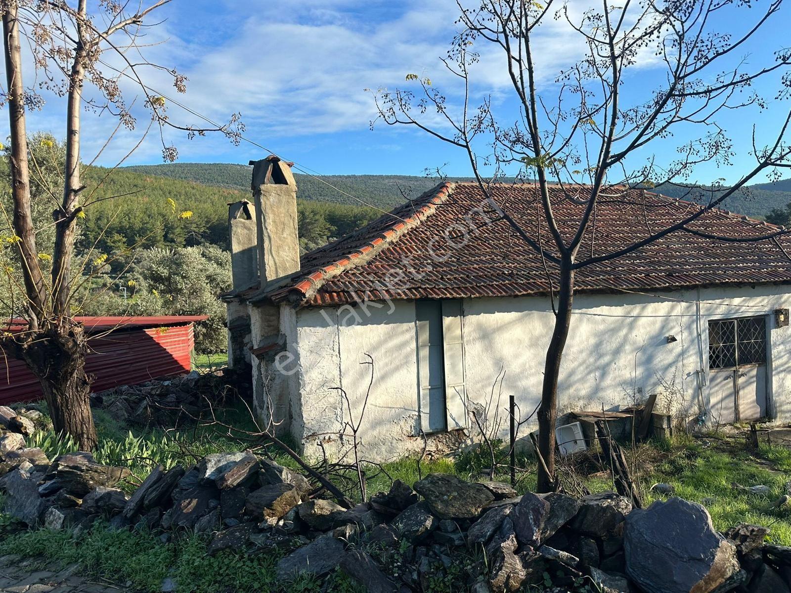 Milas Kizilagacta Satilik Eski Köy Evi Ve Tarla - Görsel 7