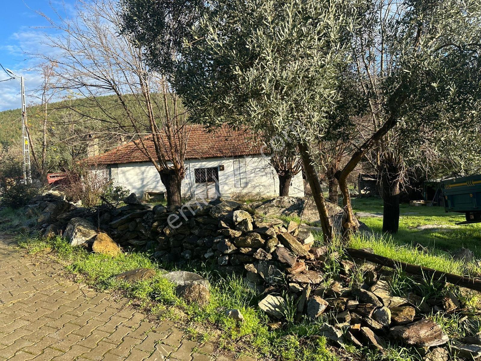 Milas Kizilagacta Satilik Eski Köy Evi Ve Tarla - Görsel 14