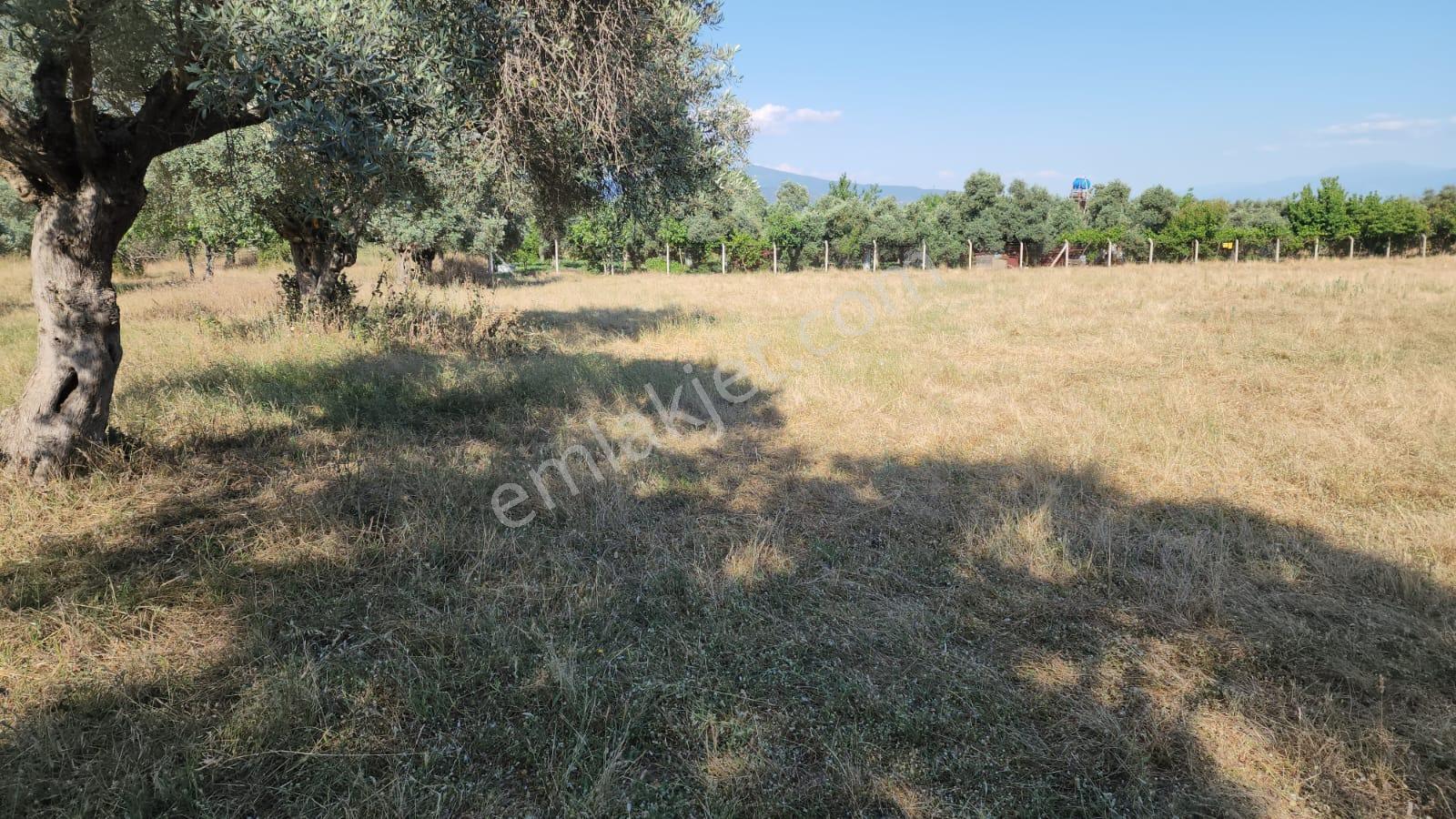 Bayındır Furunlu Köyü Anayola Yakın Satılık Verimli Tarla