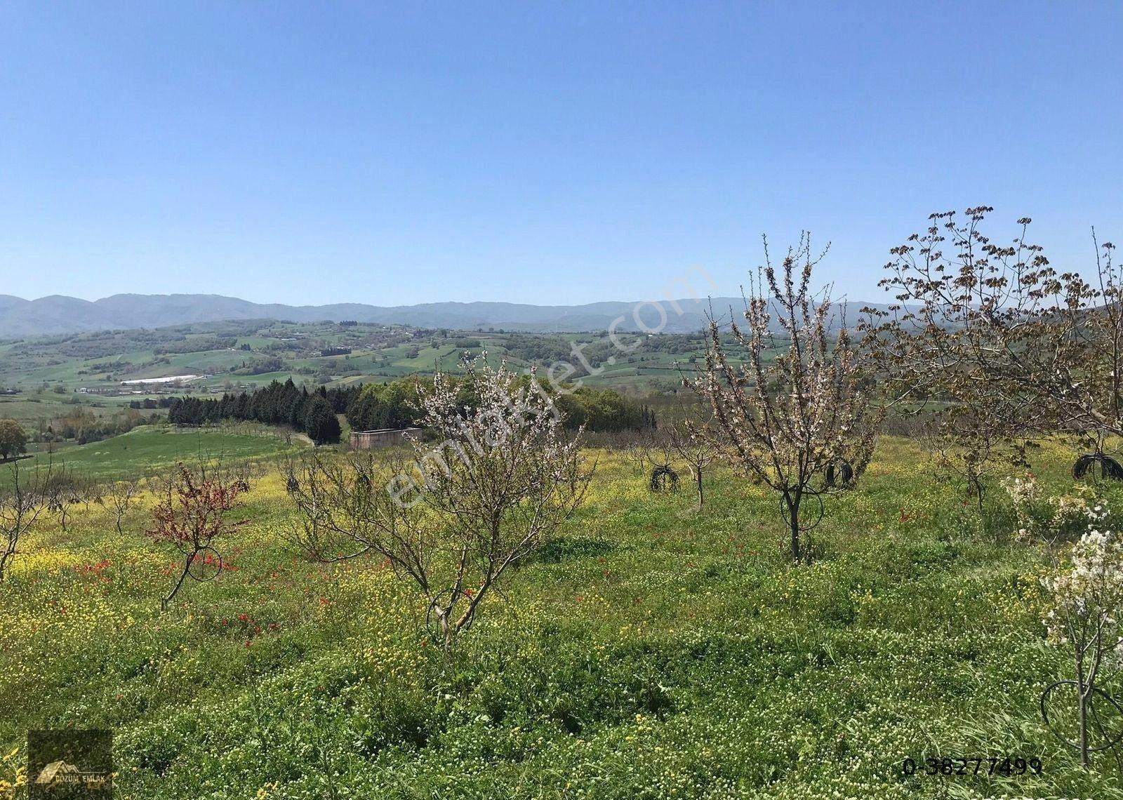Kocaeli Karamürsel İnebeyli Köyü Satılık Meyve Bahçesi Ve Konutu - Görsel 8