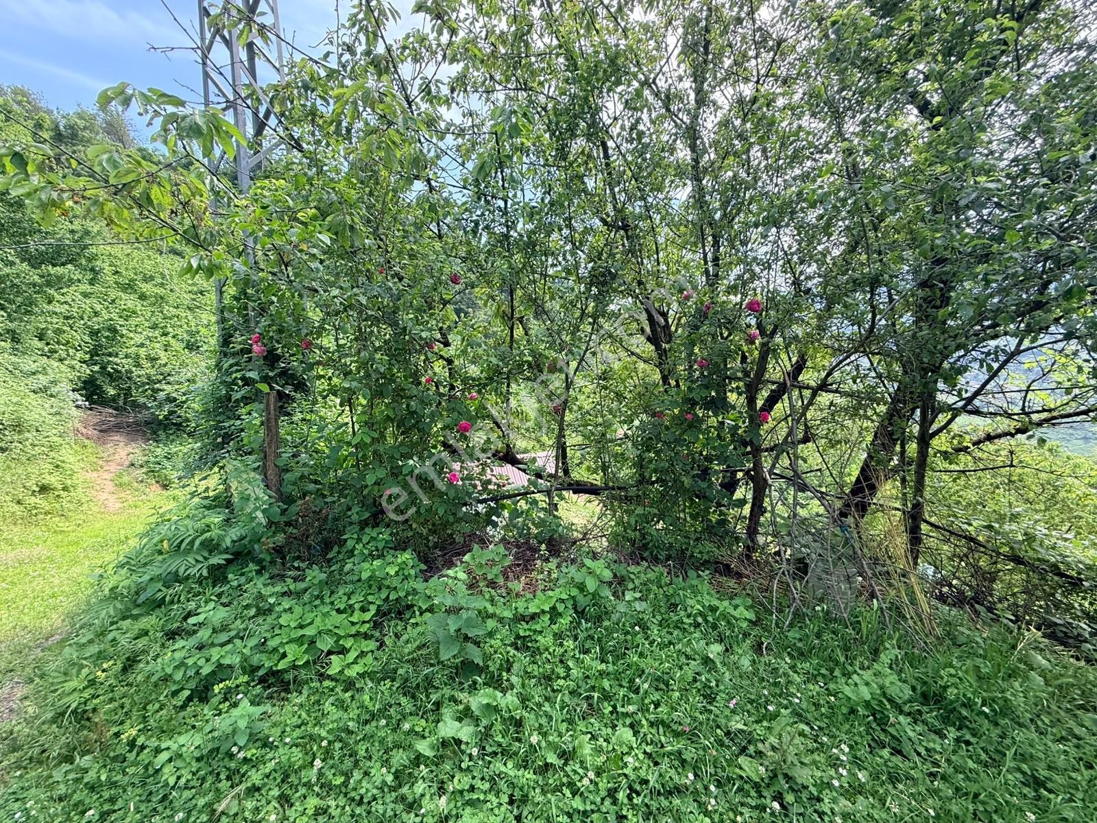 Bi·nova'dan Gölalanda Satılık Köyiçi 4090 M² Ev Ve Tarla - Görsel 10