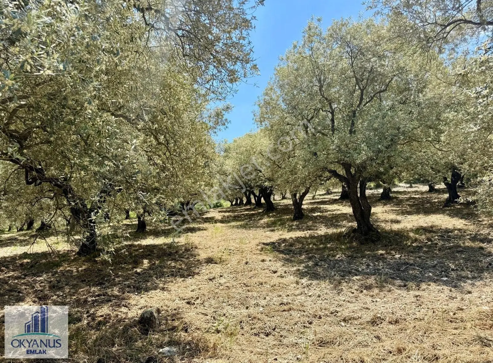 7.000 M2 Asfalta Sıfır , Köye 600 Mt , Elektrik-su İmkanı Var