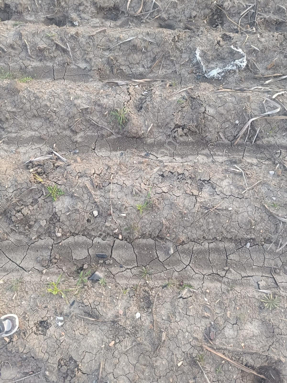 Tarsus Frengülüs Köyünde 33 Dönüm Tek Tapulu Satılık Tarla - Görsel 5