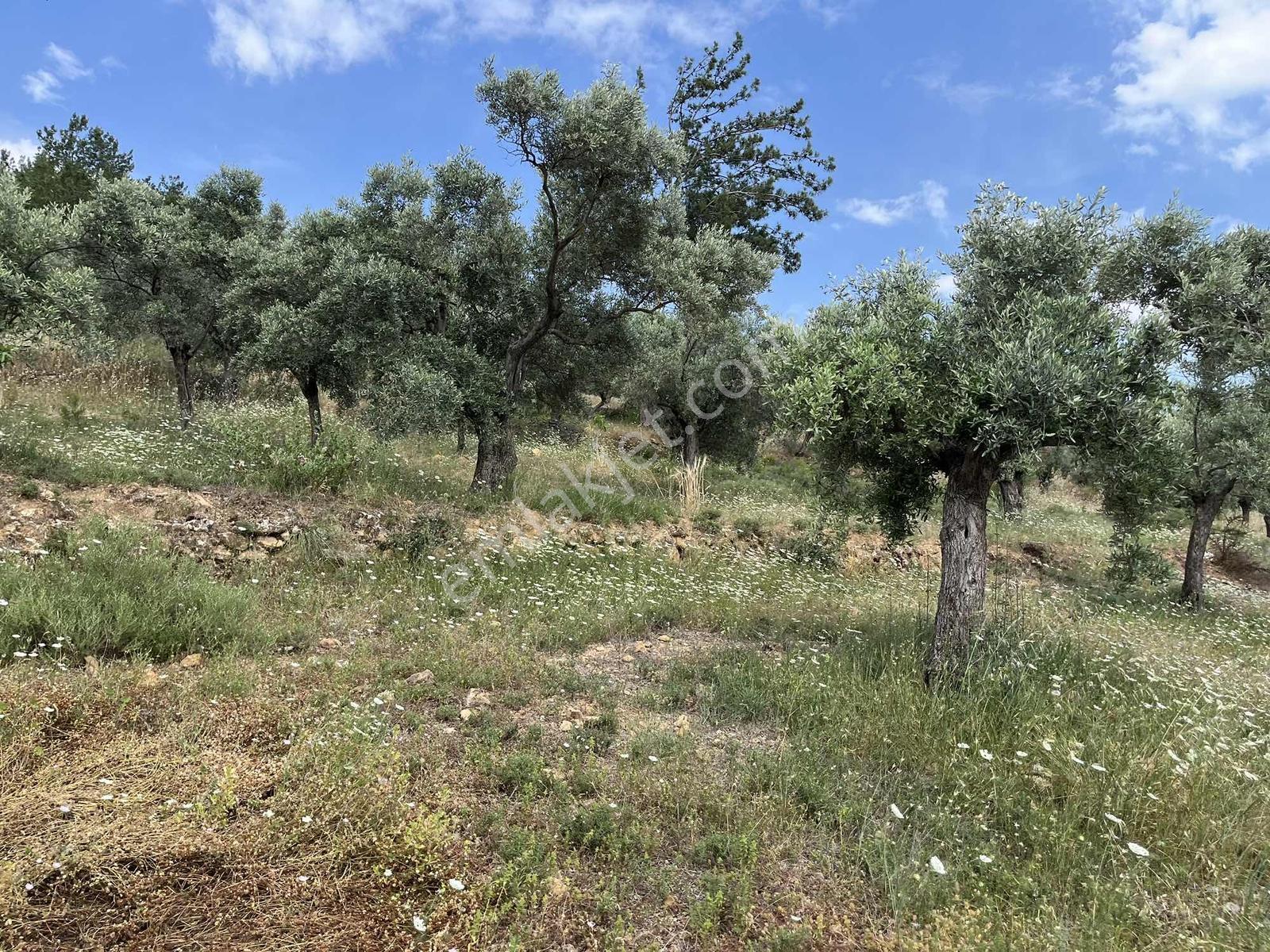 Torbalı Dirmil'de Satılık 1216 M² Yapılaşmaya Hazır Arsa - Görsel 38