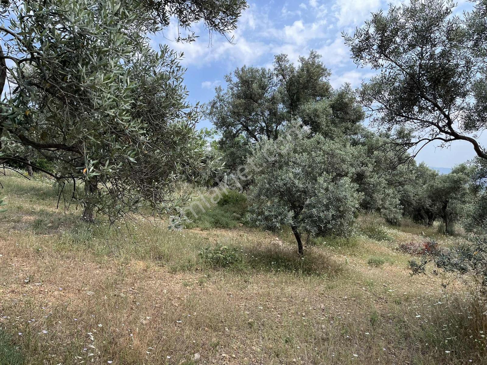 Torbalı Dirmil'de Satılık 1216 M² Yapılaşmaya Hazır Arsa - Görsel 30