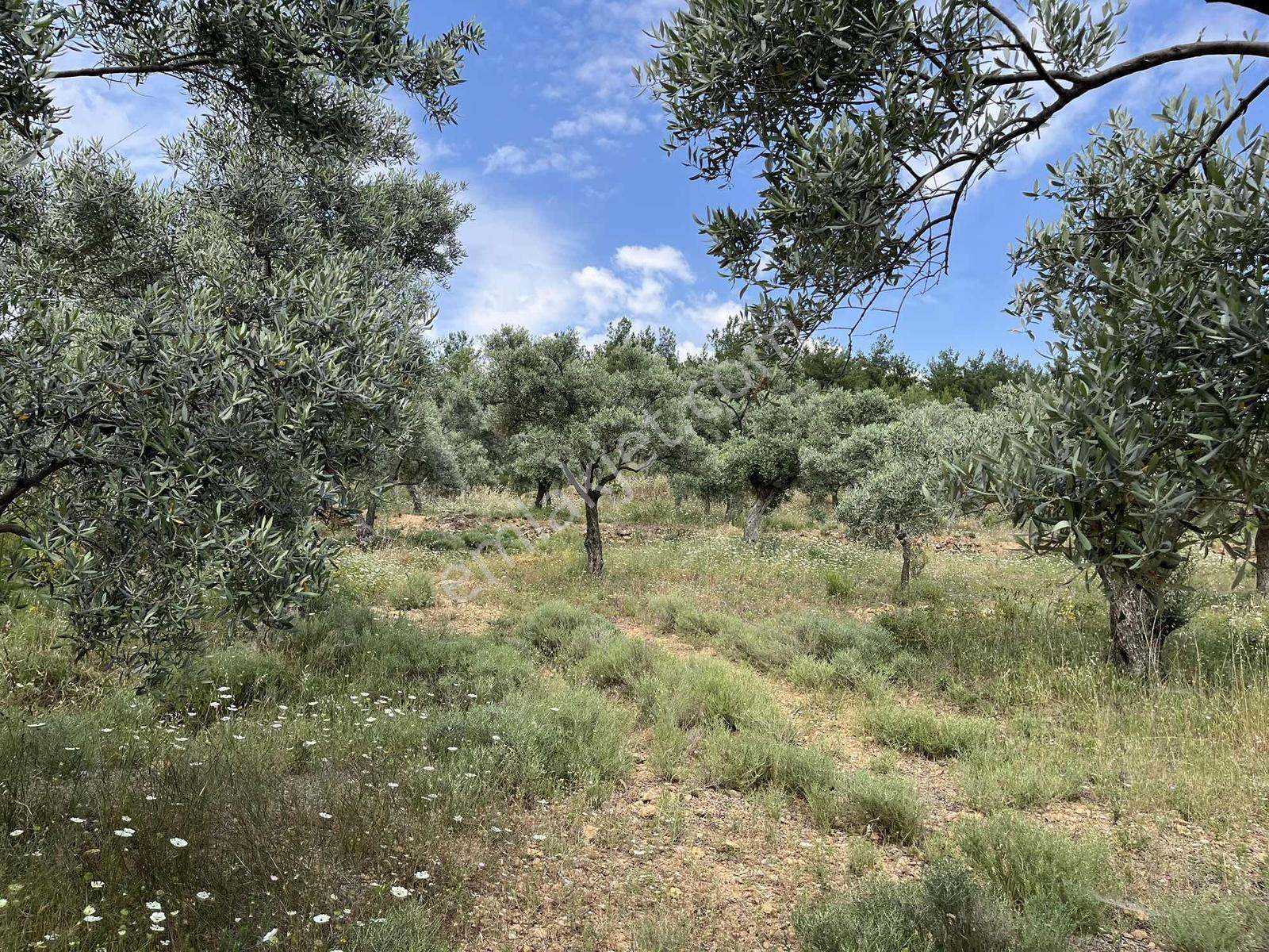 Torbalı Dirmil'de Satılık 1216 M² Yapılaşmaya Hazır Arsa - Görsel 21