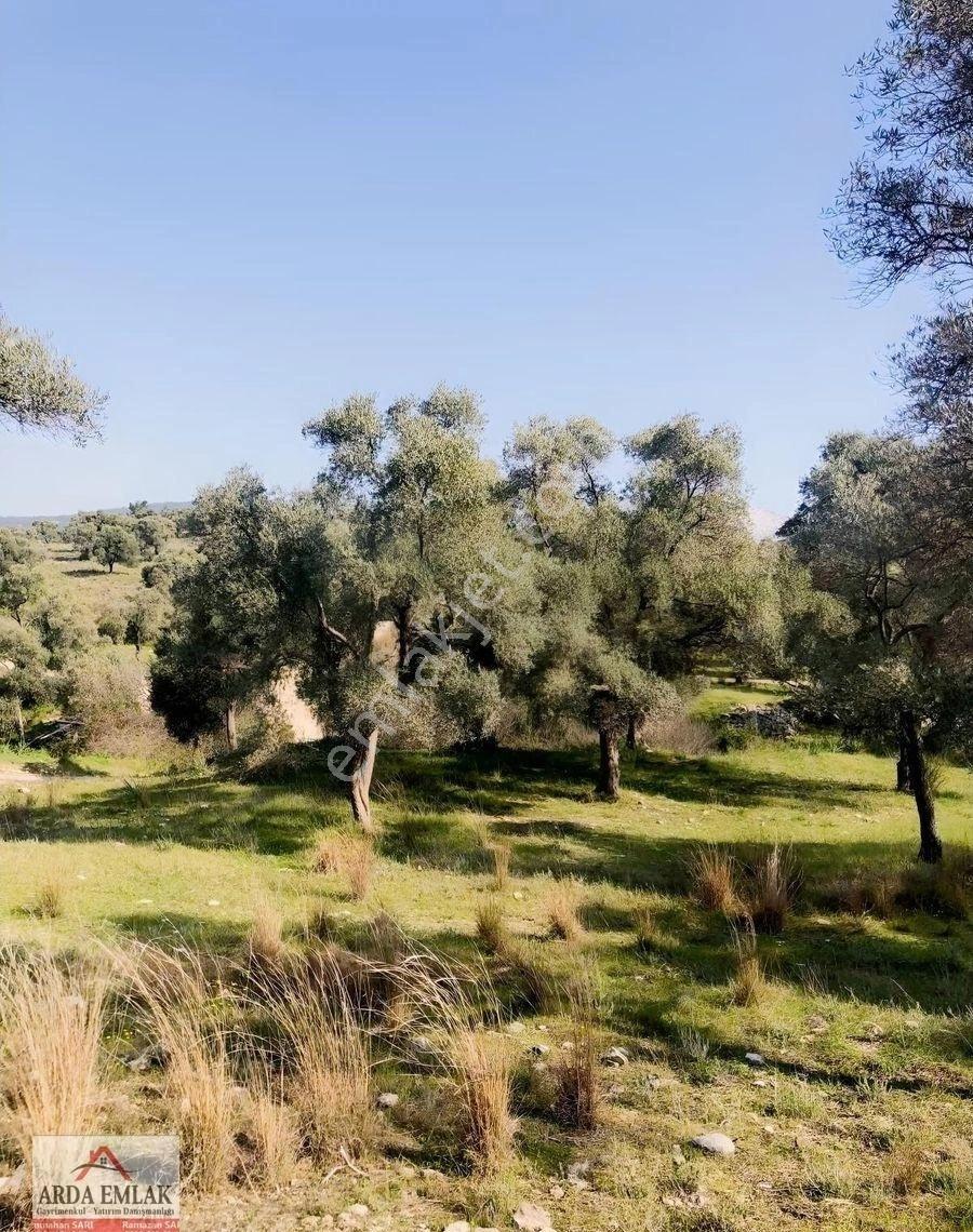 Milas Merkeze Yakın Satılık Zeytinlik - Görsel 2