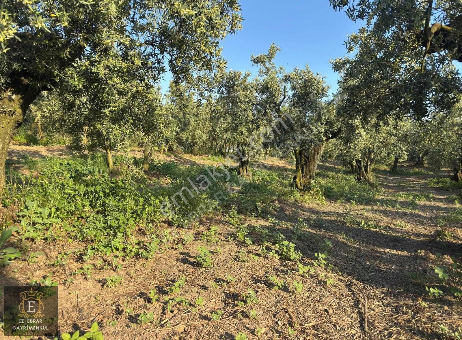 Mudanya Dereköyde Satılık Zeytinlik - Görsel 14