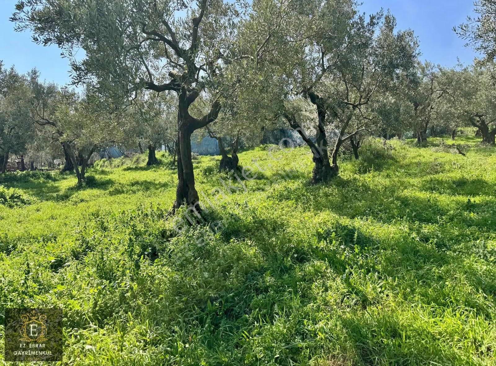 Mudanya Dereköyde Satılık Zeytinlik - Görsel 11